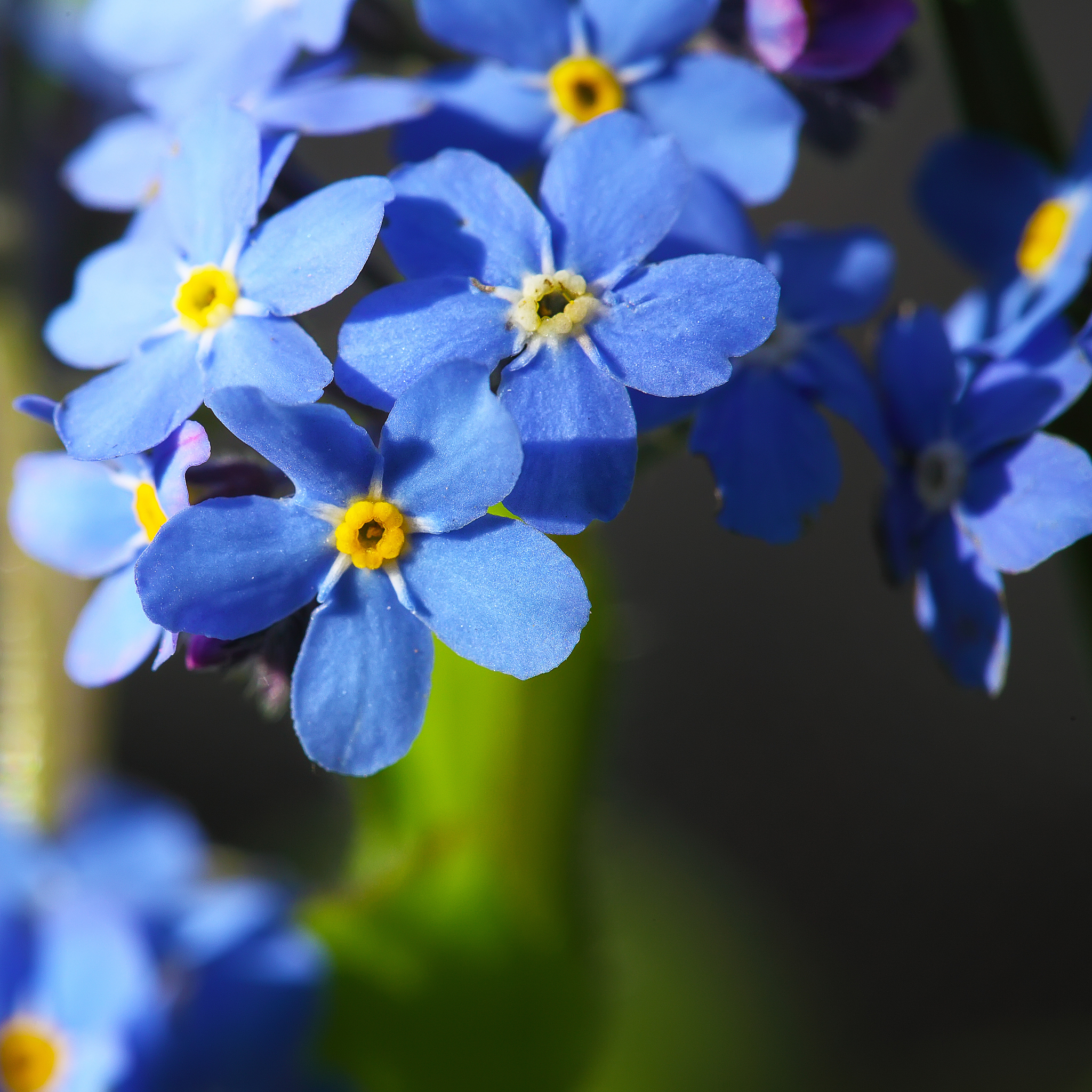 蓝色花有哪些花种？9月可以种植吗1500字