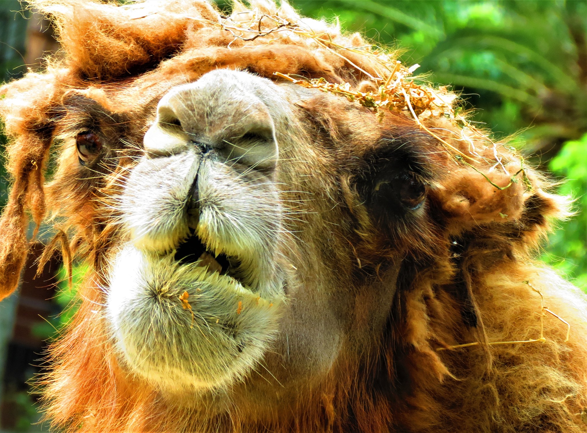 骆驼会耳语吗？揭秘骆驼的沟通方式