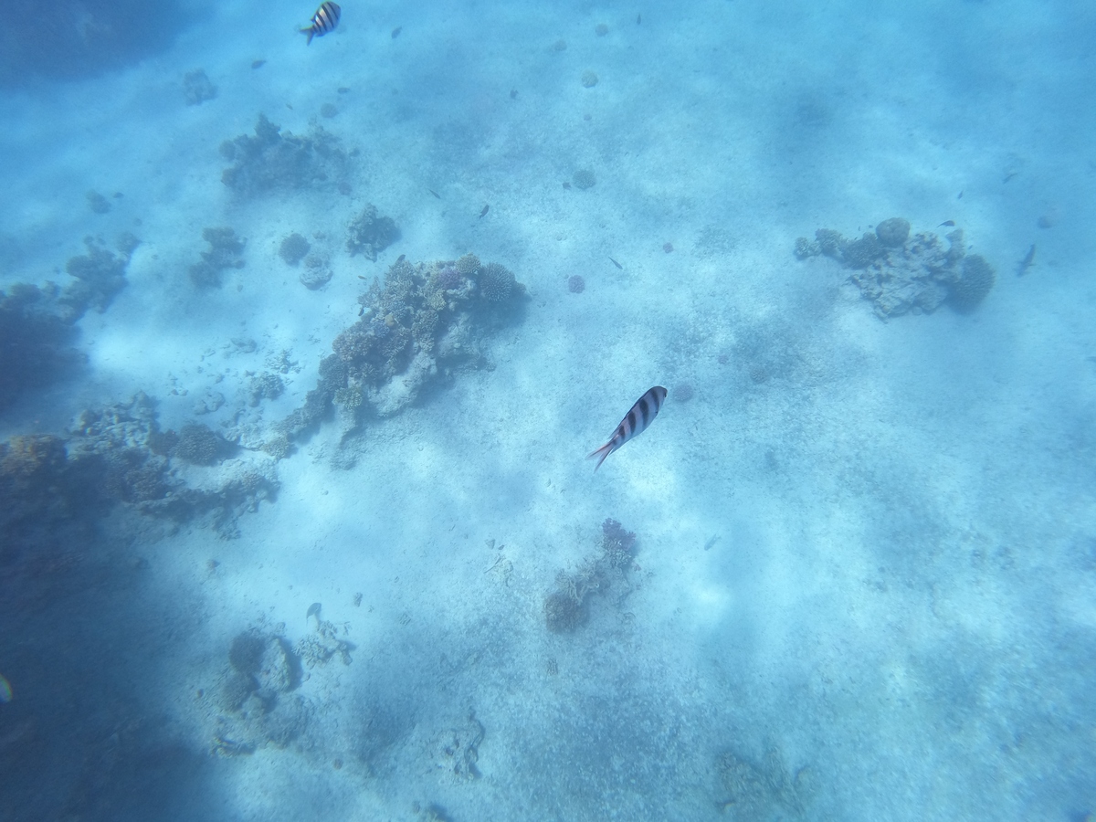 Pacific Ocean: Largest and Deepest Ocean on Earth