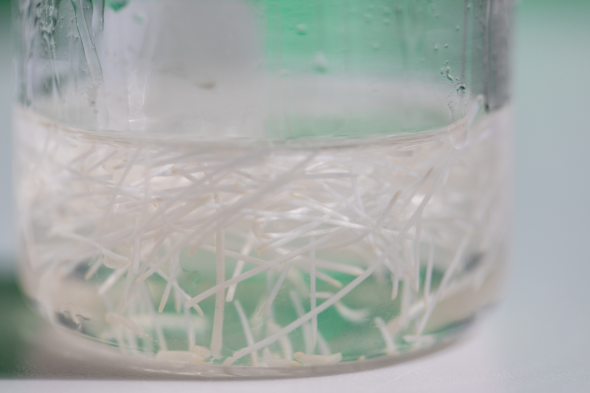 加 10 H2O2于离心管中浸没根系置于室温放置10 min将样品软化；倒掉H2O2用蒸馏水清洗3次。改写一下