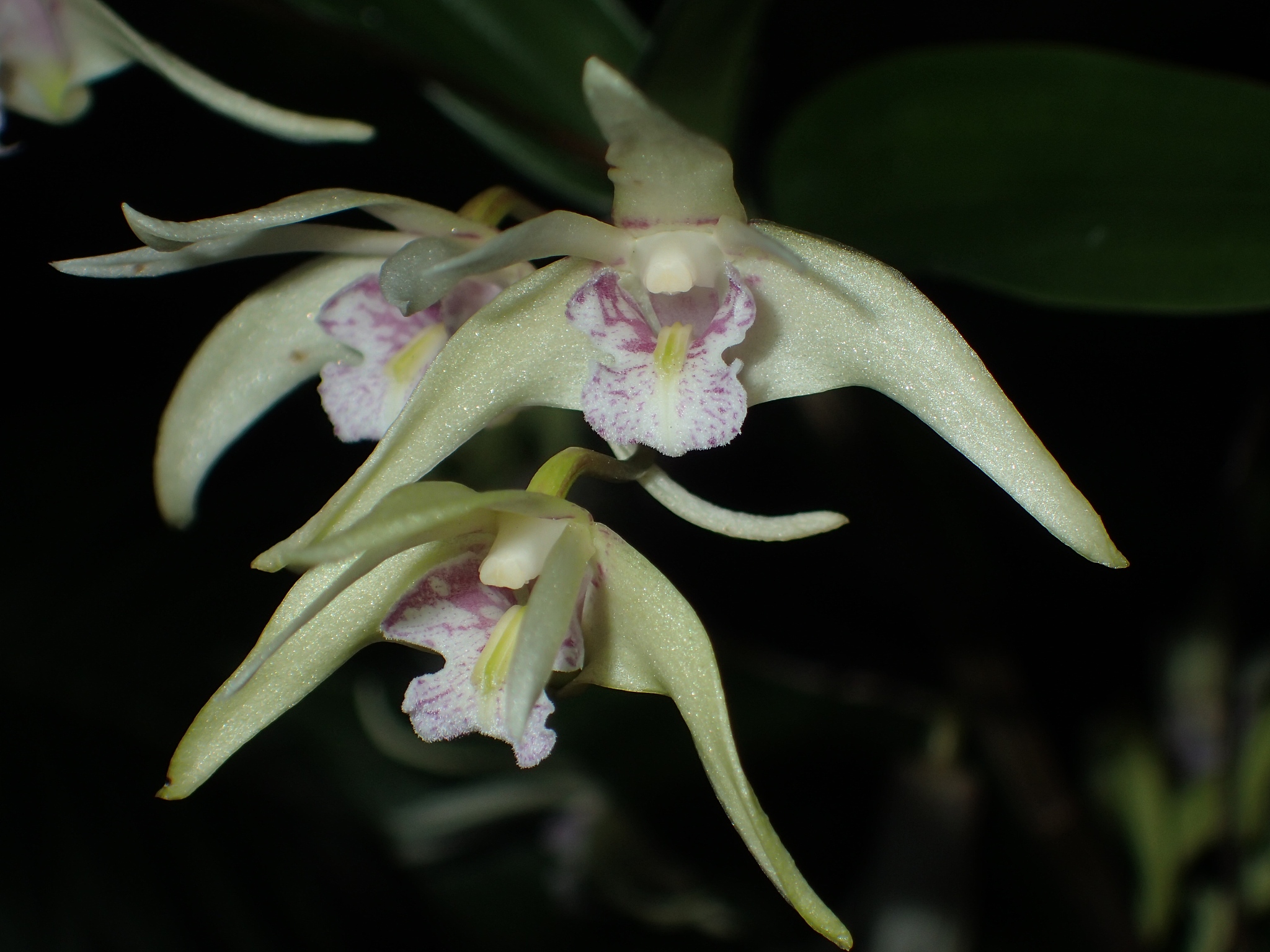 dendrobium orchid hybrid