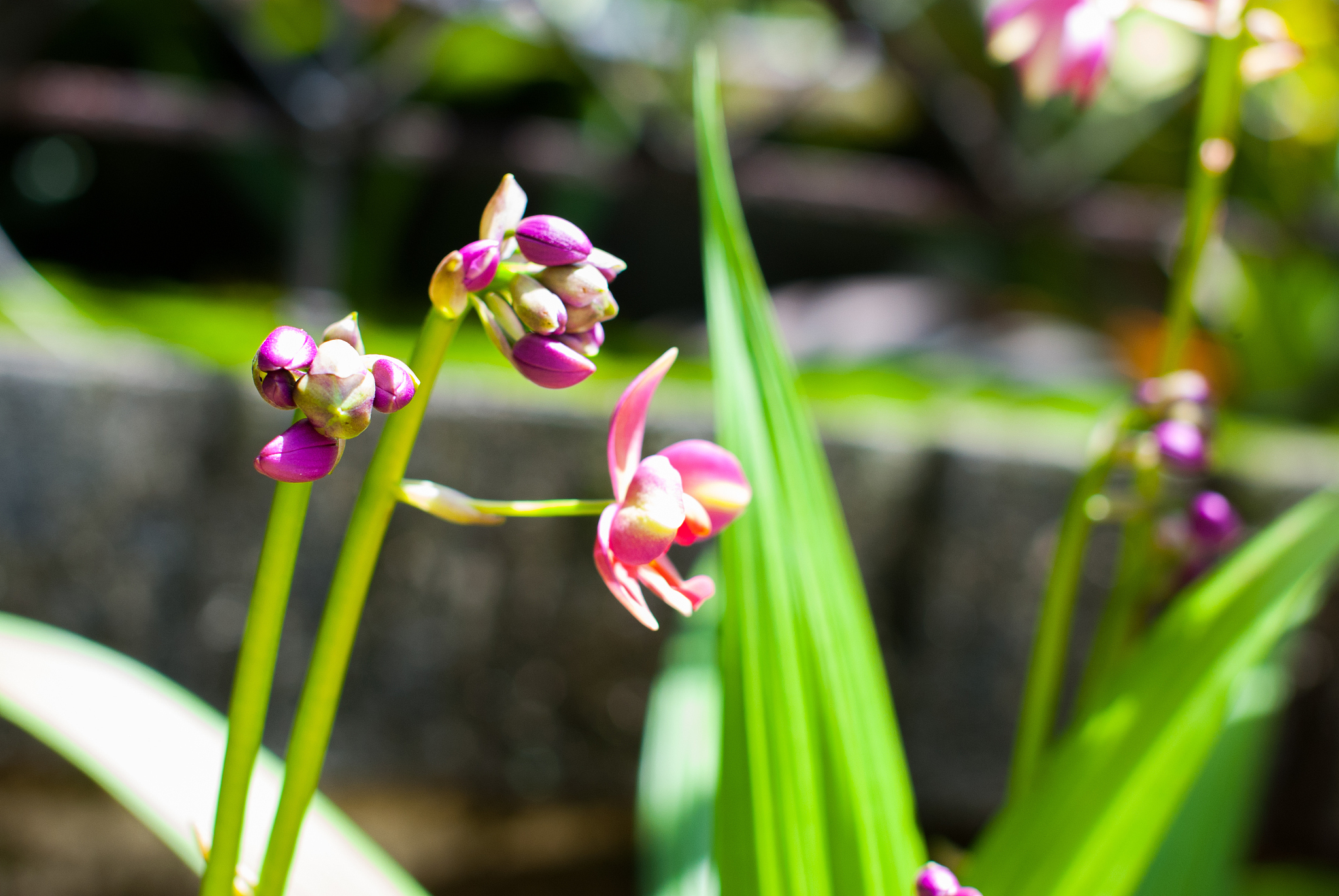 beautiful purple orchid