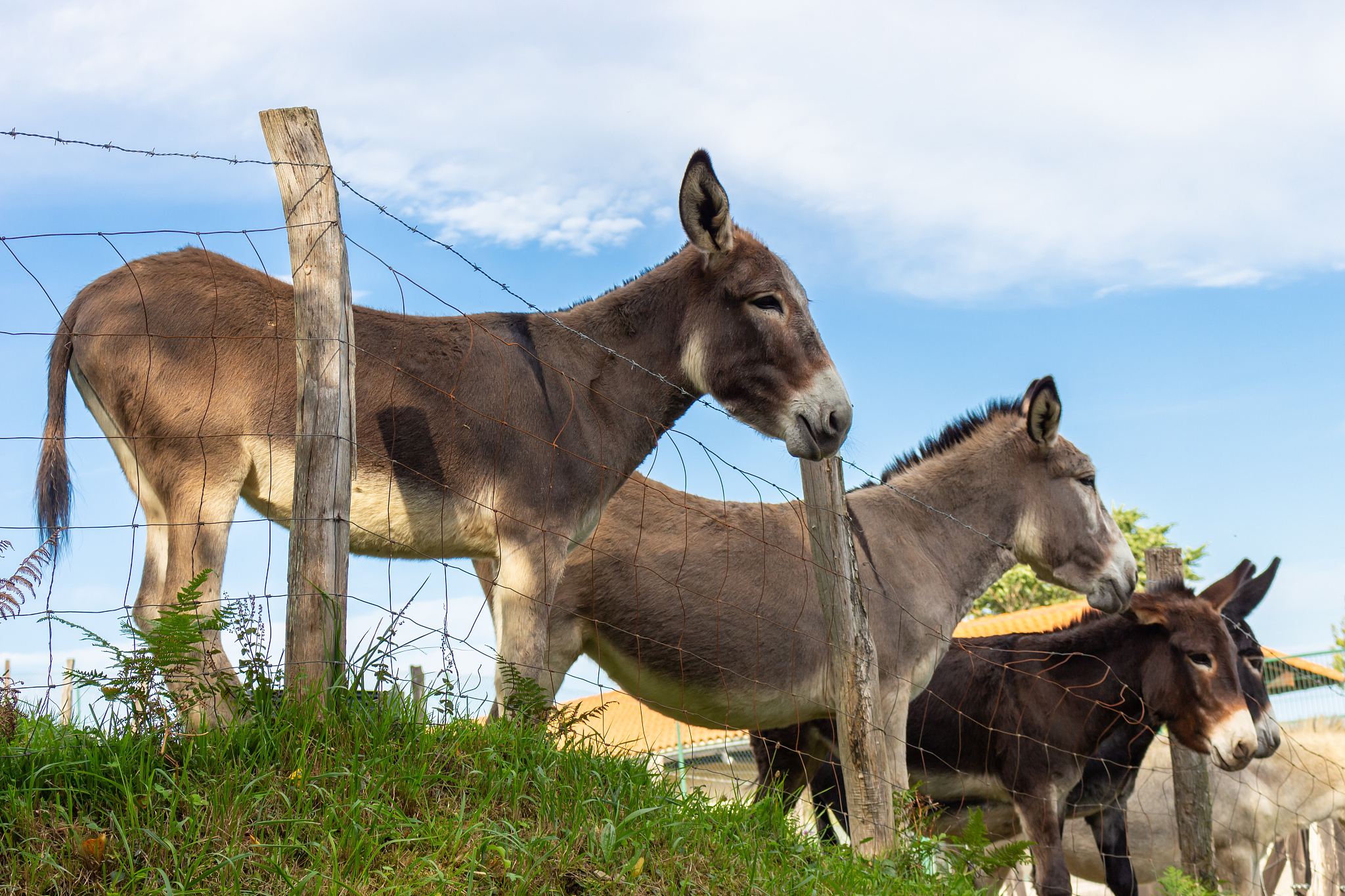 group of fluffy donkeys behind fence. brown donkeys in farmyard.