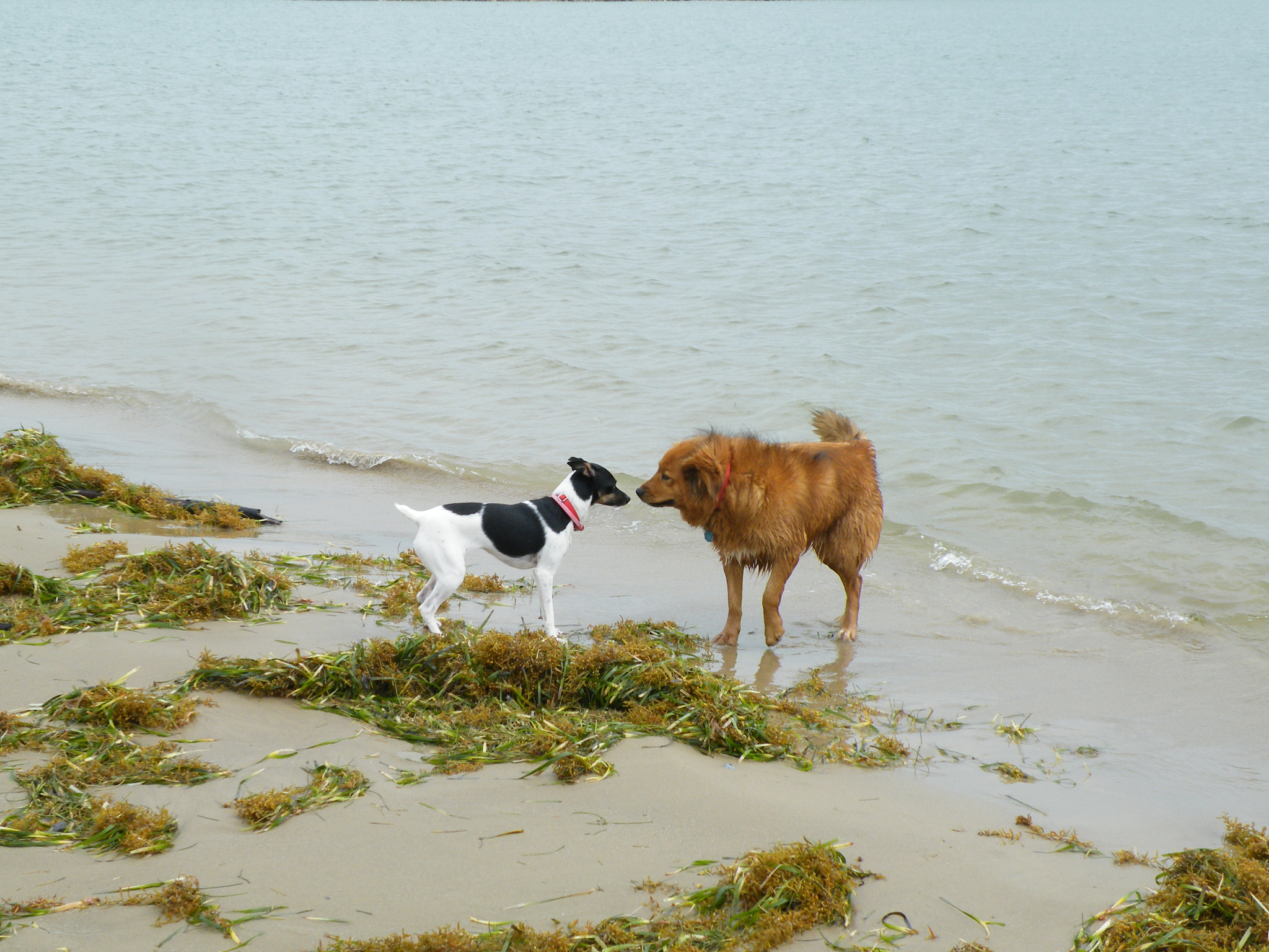 two dogs on a beach