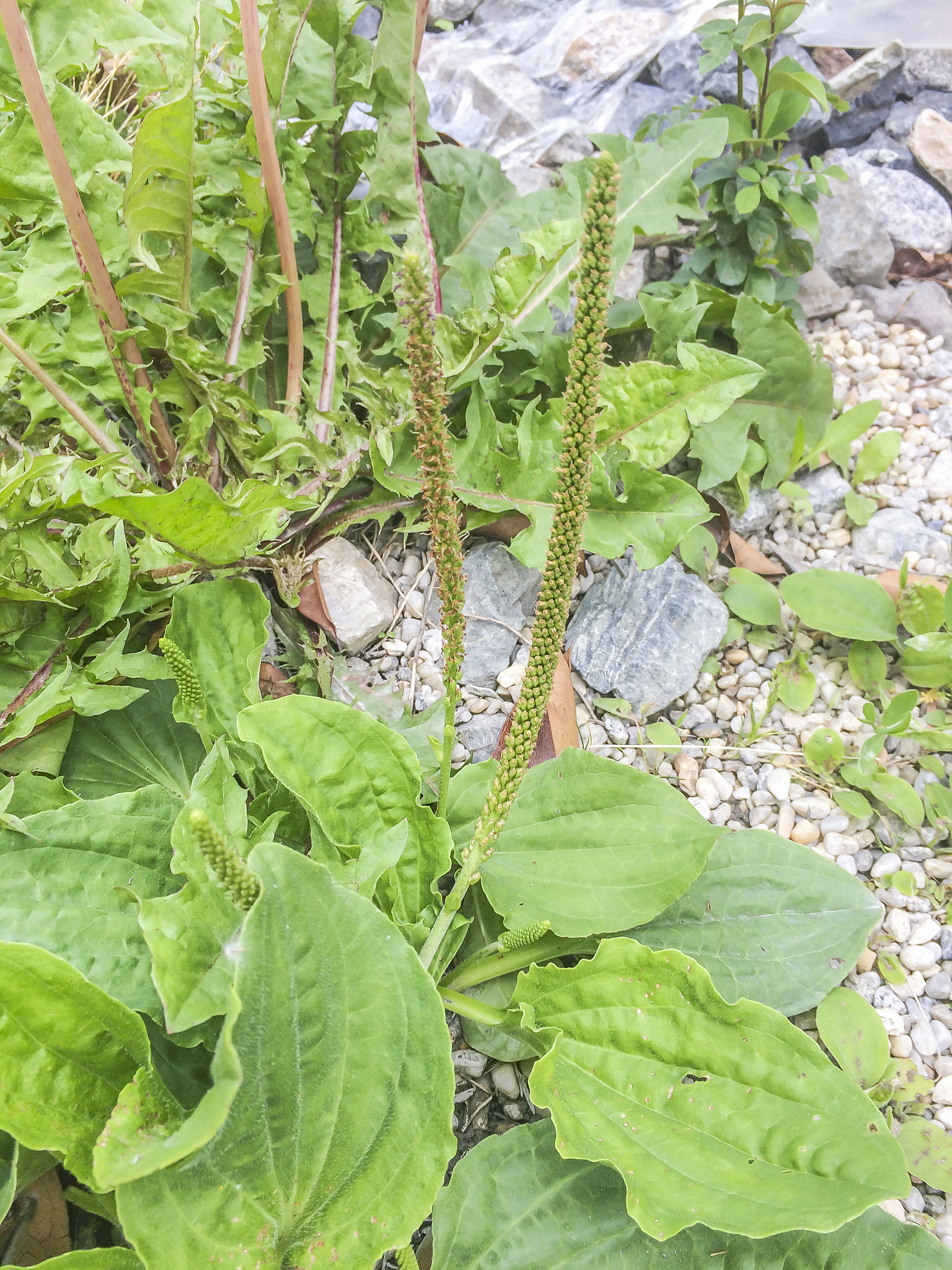 broadleaf or greater plantain, white man's foot