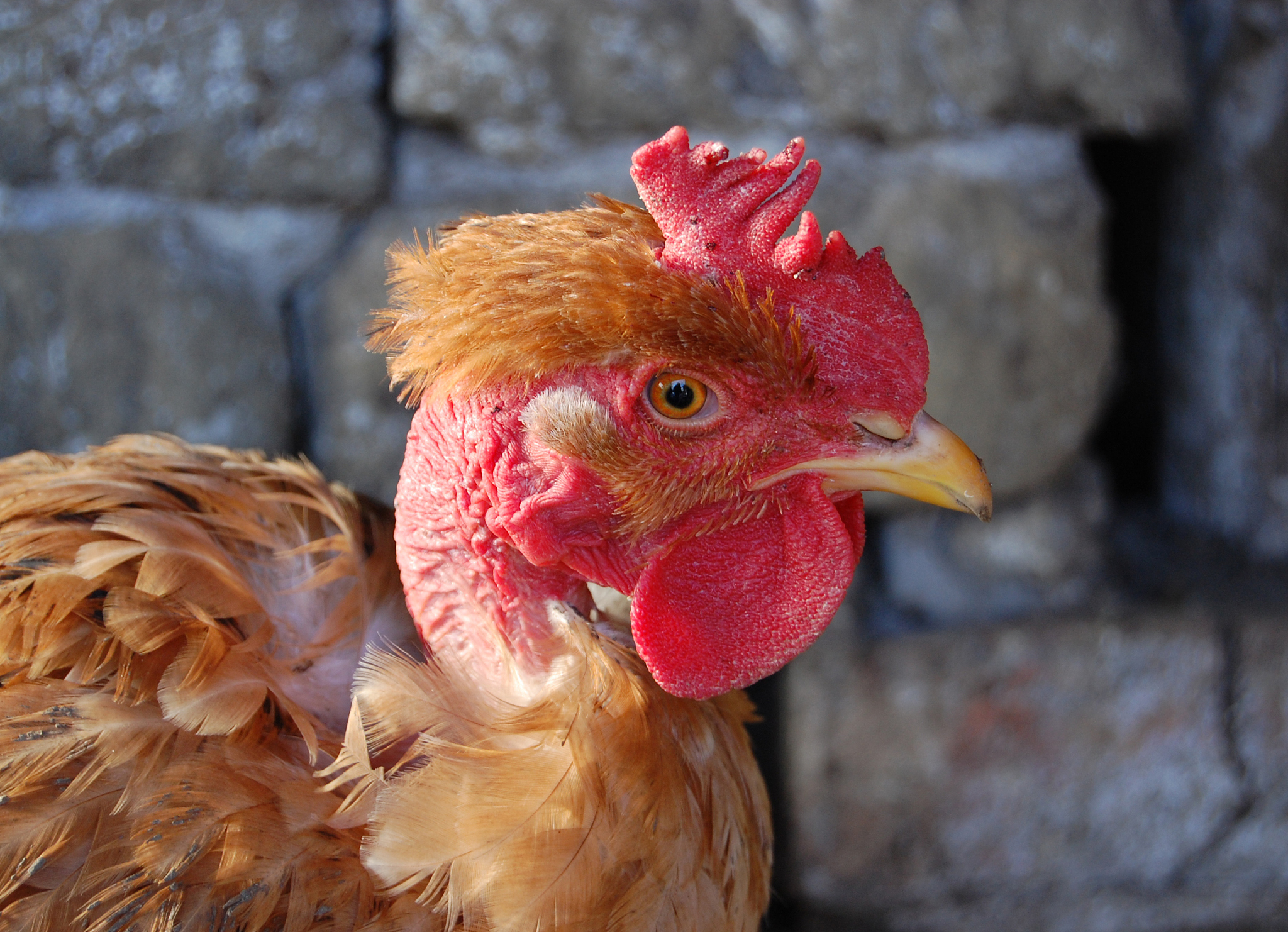 chicken