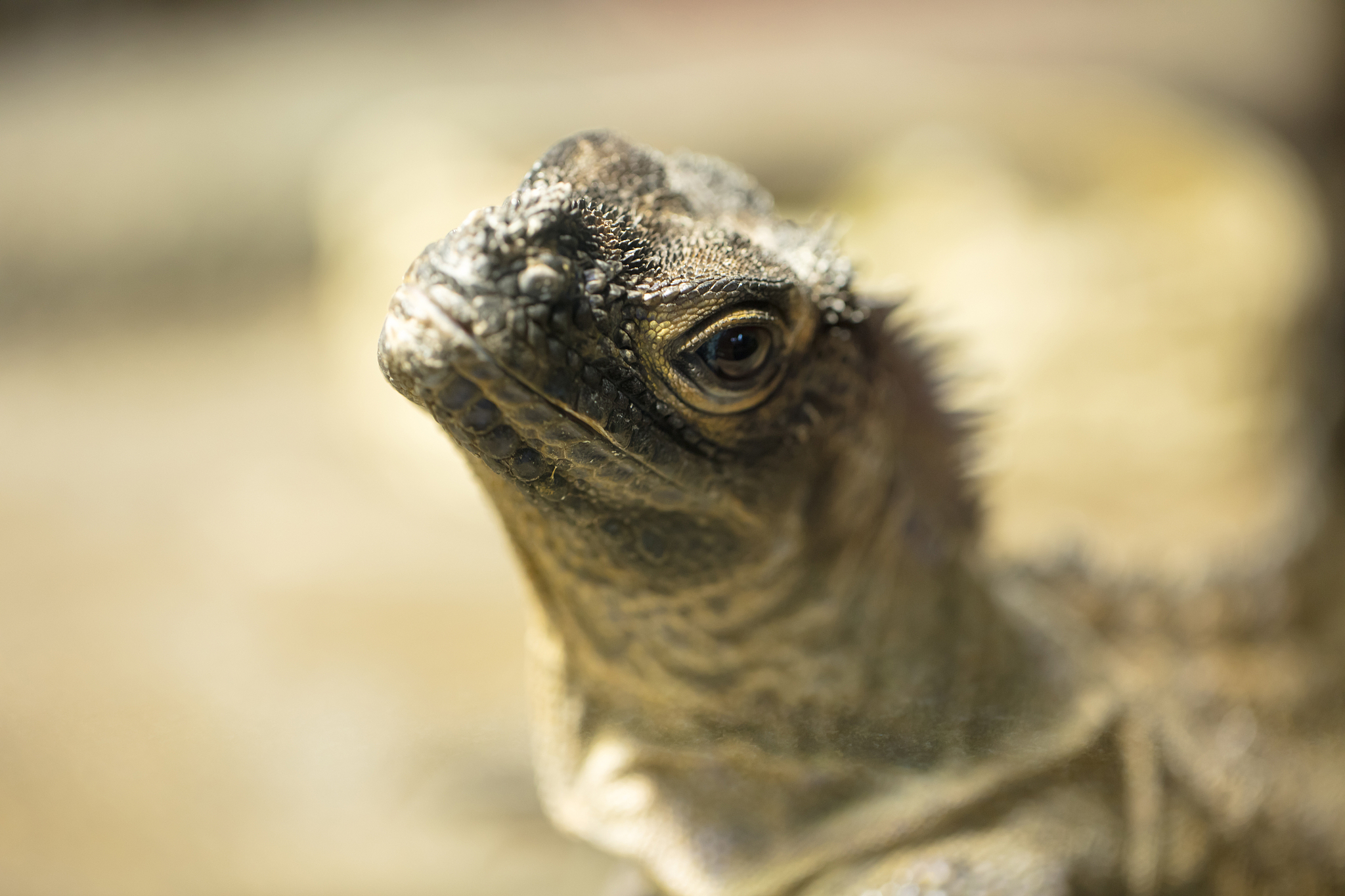 人类如何脱皮？去角质、洗澡、保湿、饮食调理等方法