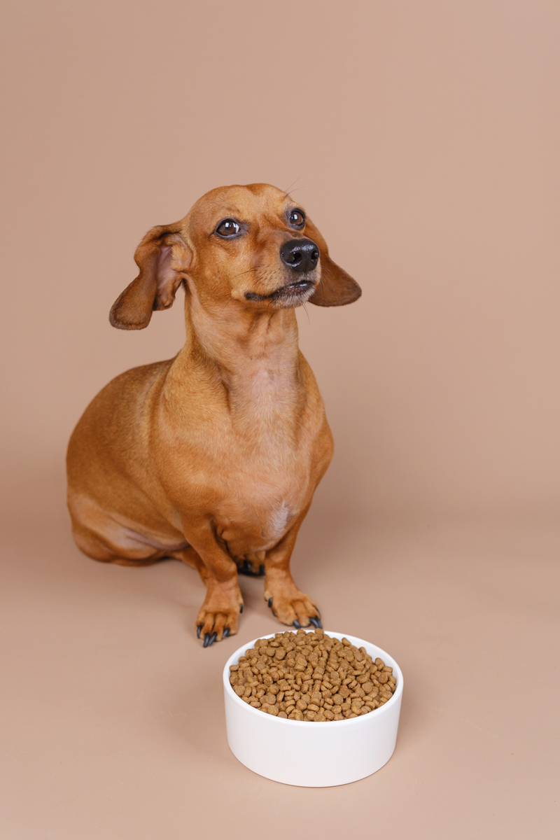 🐶吃狗粮和吃剩饭，差别竟然这么大？狗狗健康喂养指南！