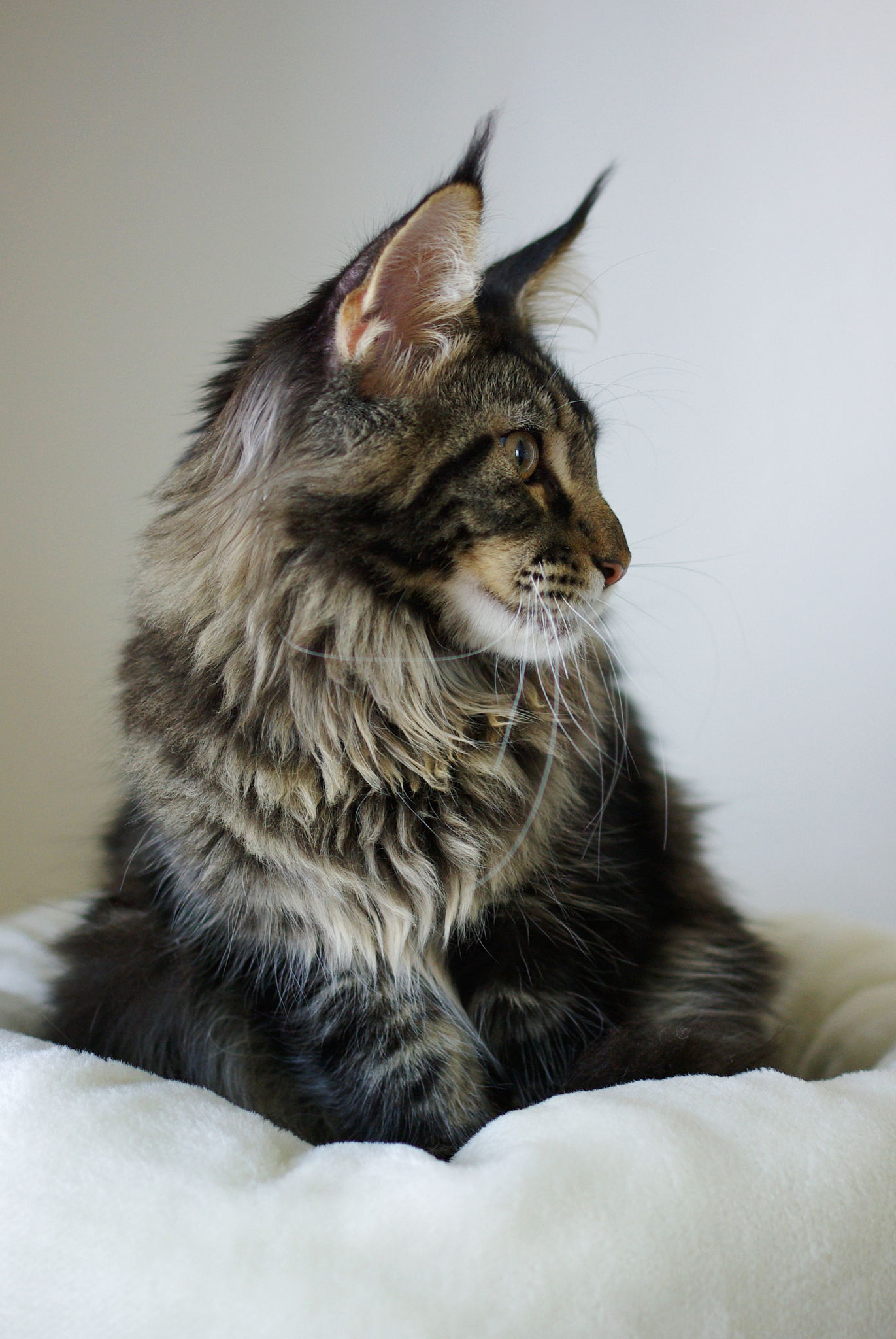 maine coon cat