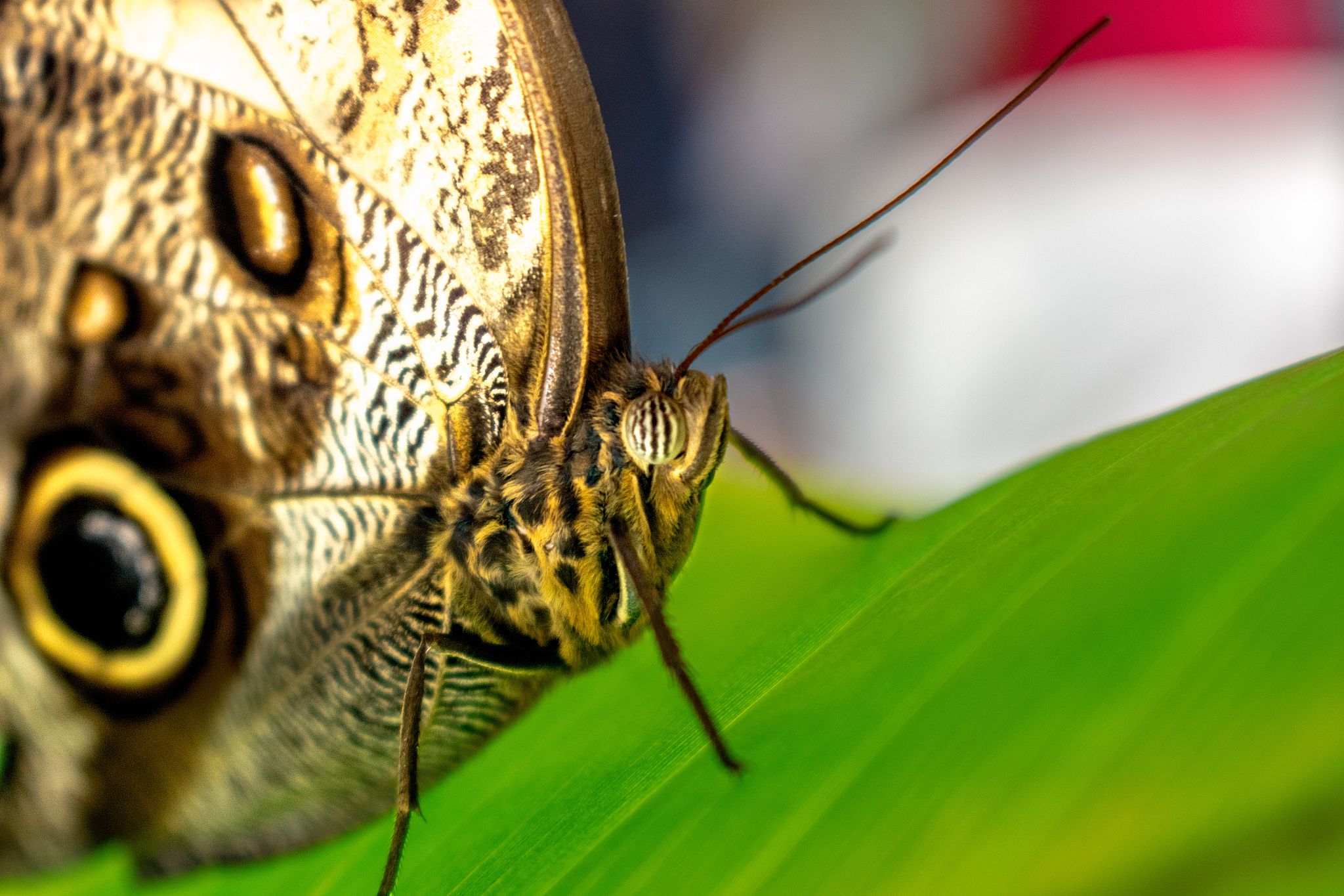 close-up of butterfly on leaf