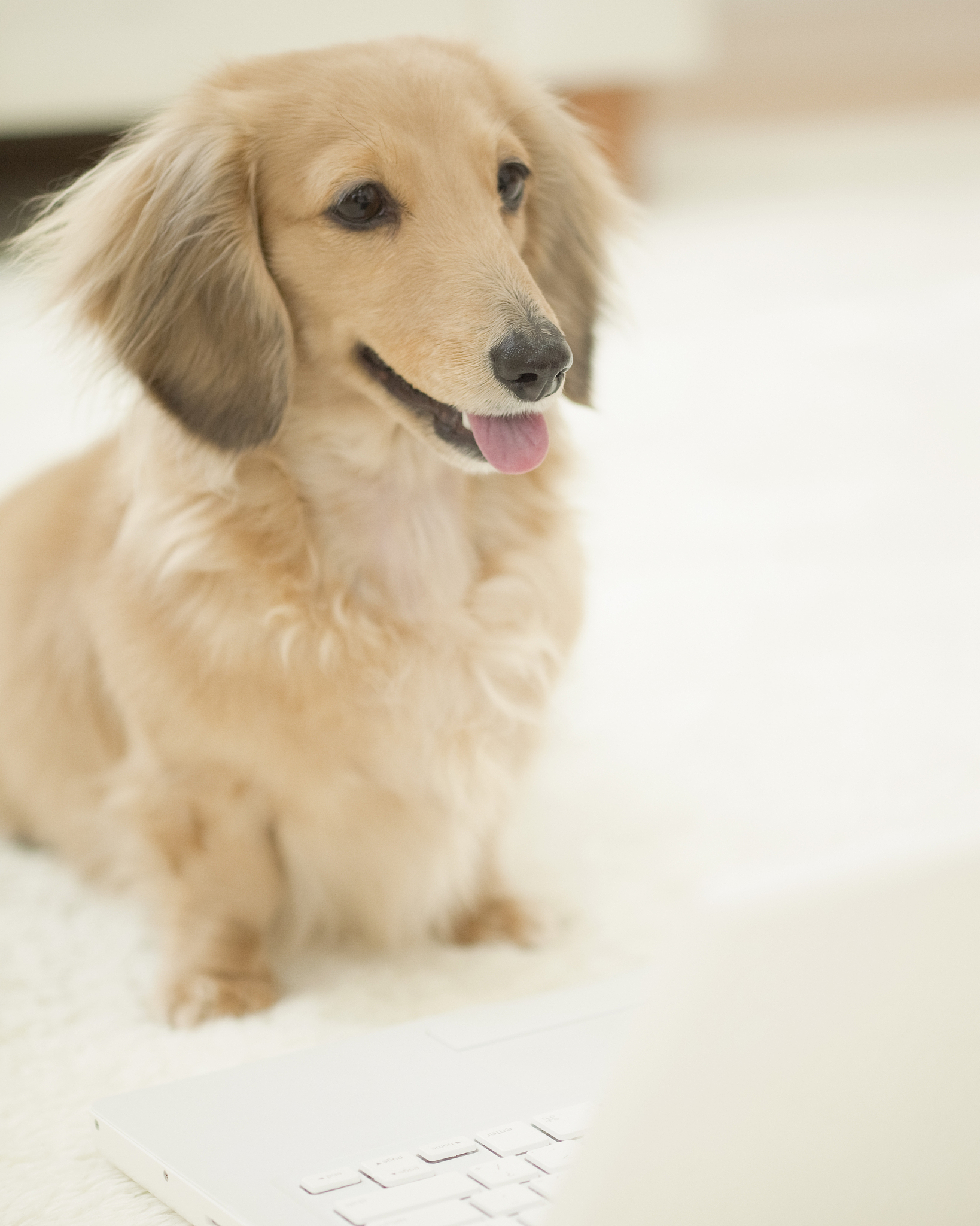 黔西南民族职业技术学院宠物医疗技术专业课程设置及就业前景