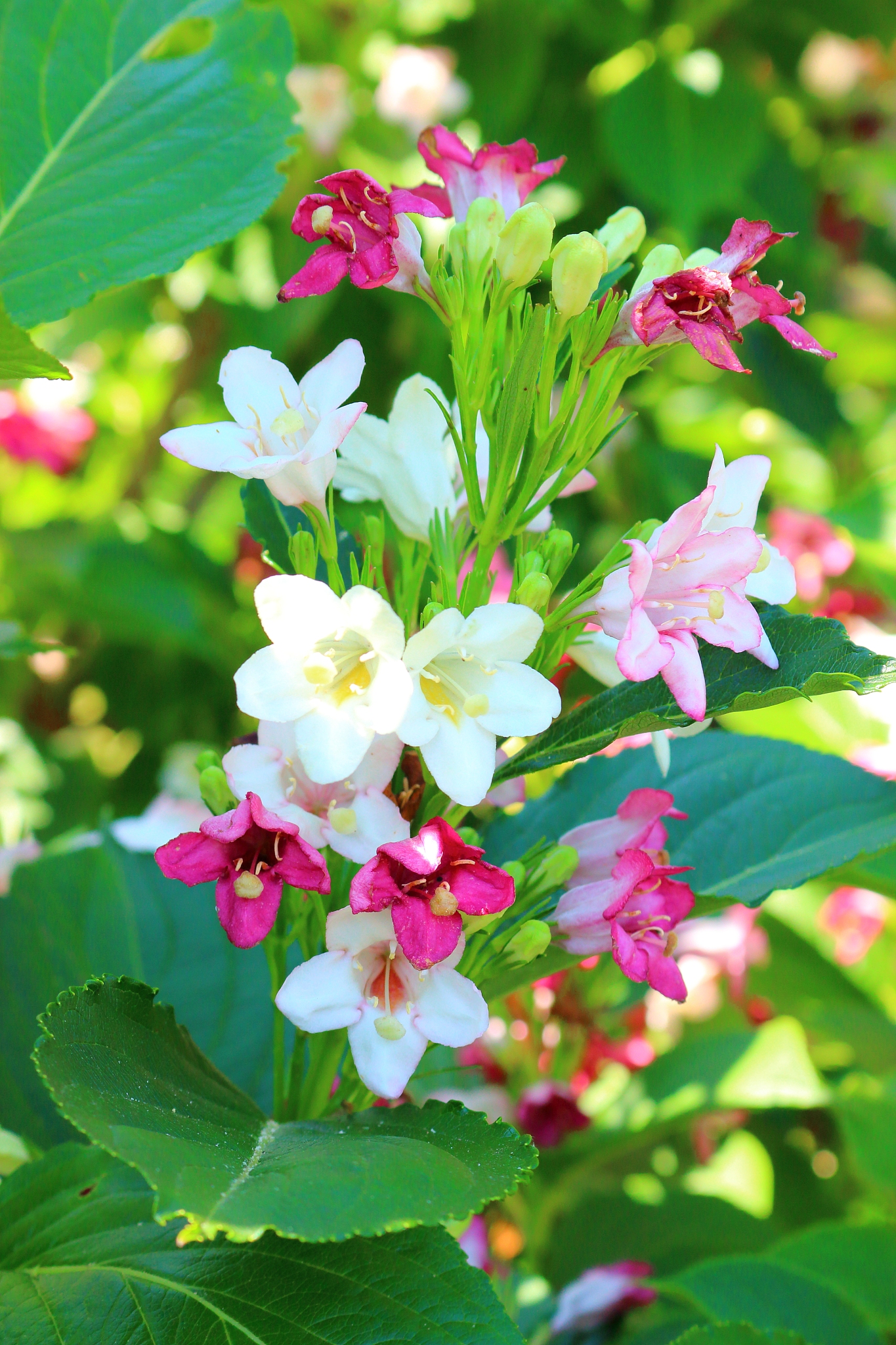 spring, flowers, spring flowers, wildflowers, flower beds, garde