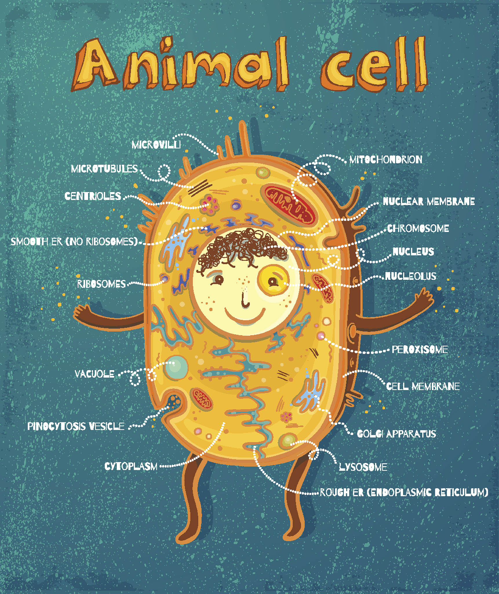 细胞结构功能解析：鞭毛、纤毛、细胞壁、细胞膜等