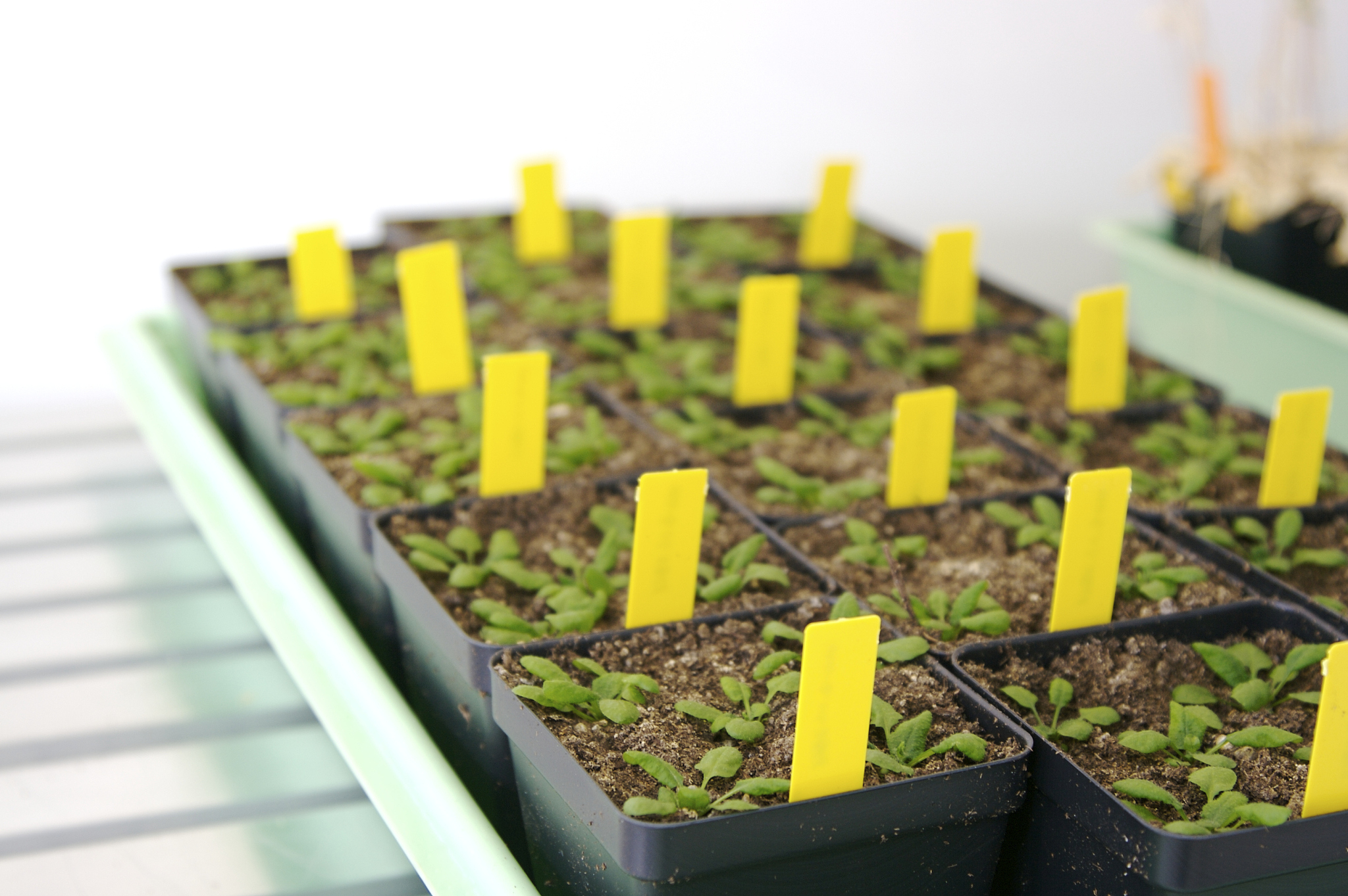 生物技术及应用专科课程有哪些？