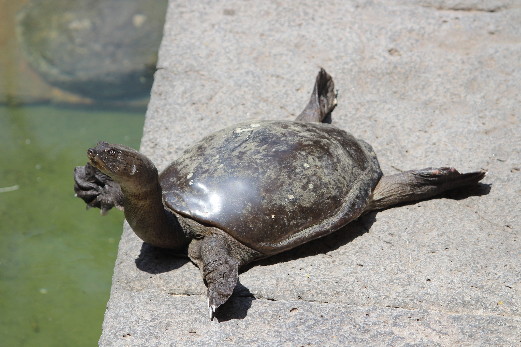 tortoise lovely pictures