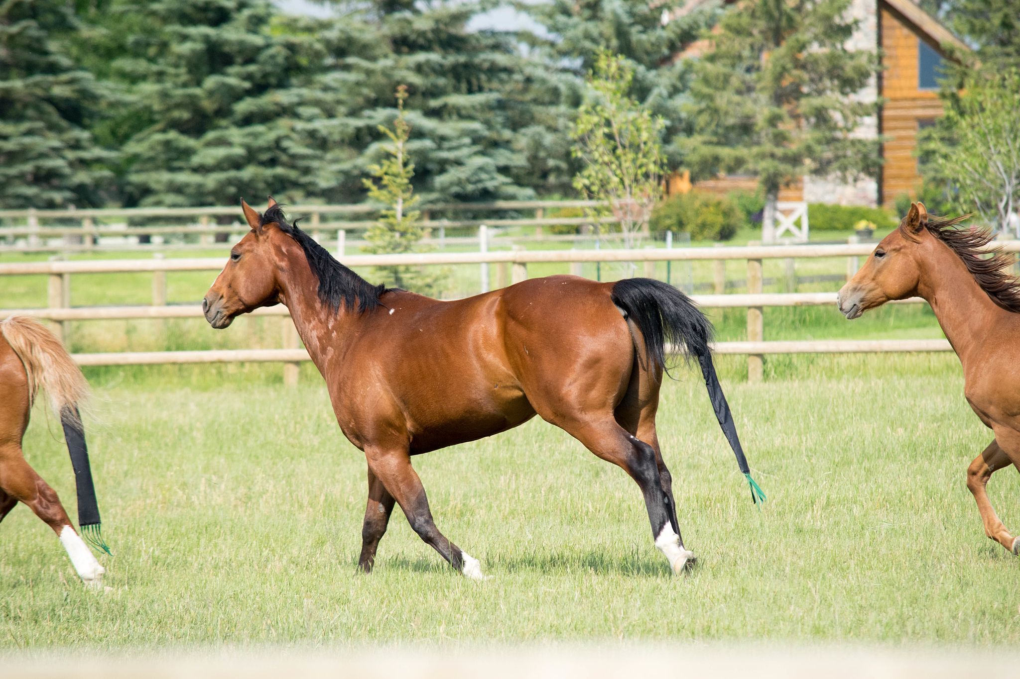 horses running on grassy field