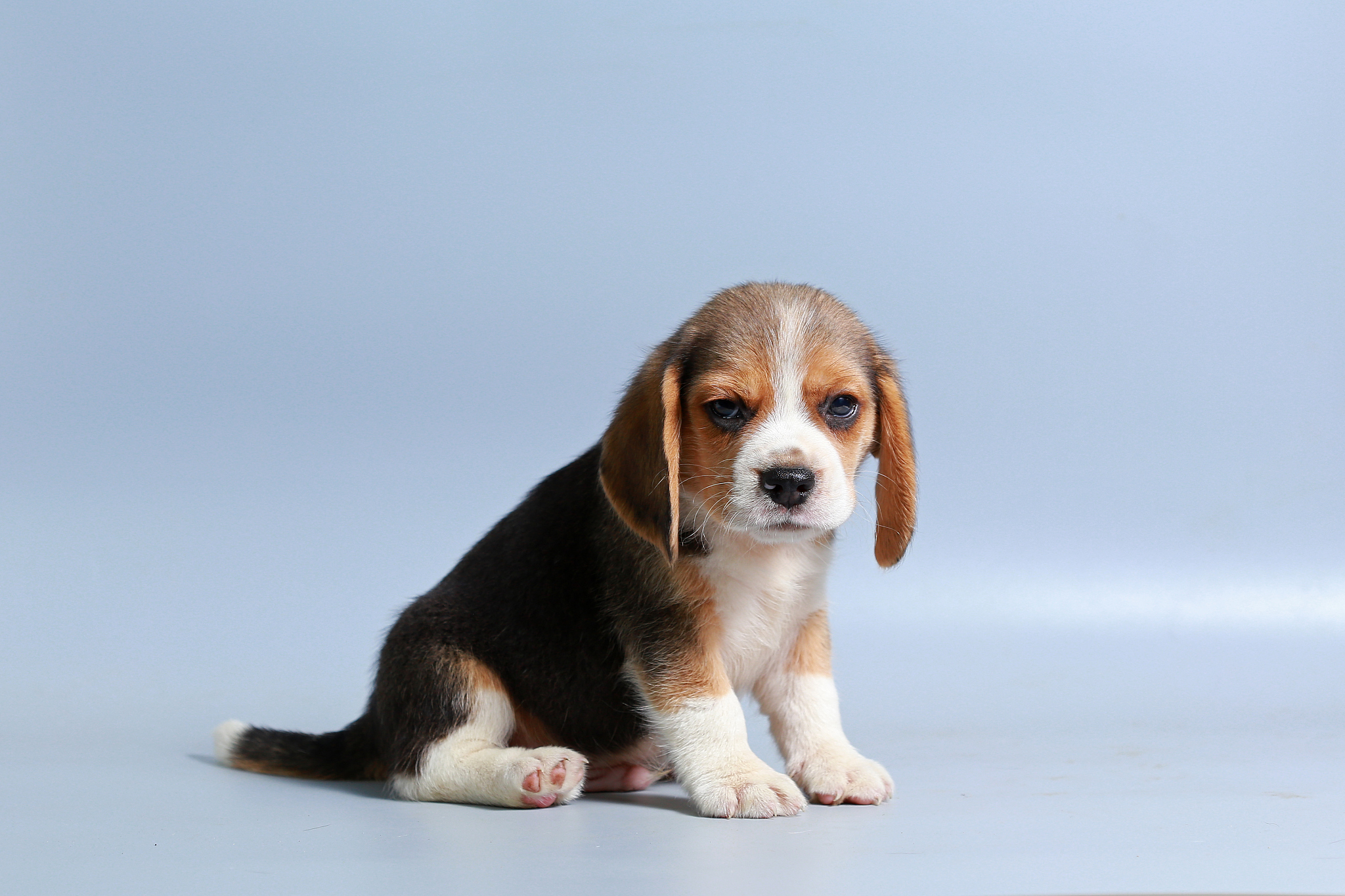 1 month pure breed beagle puppy on gray screen