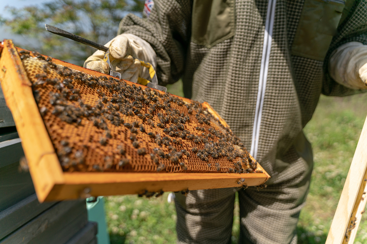 蜜蜂在杂物柜里搭了个窝如何是好
