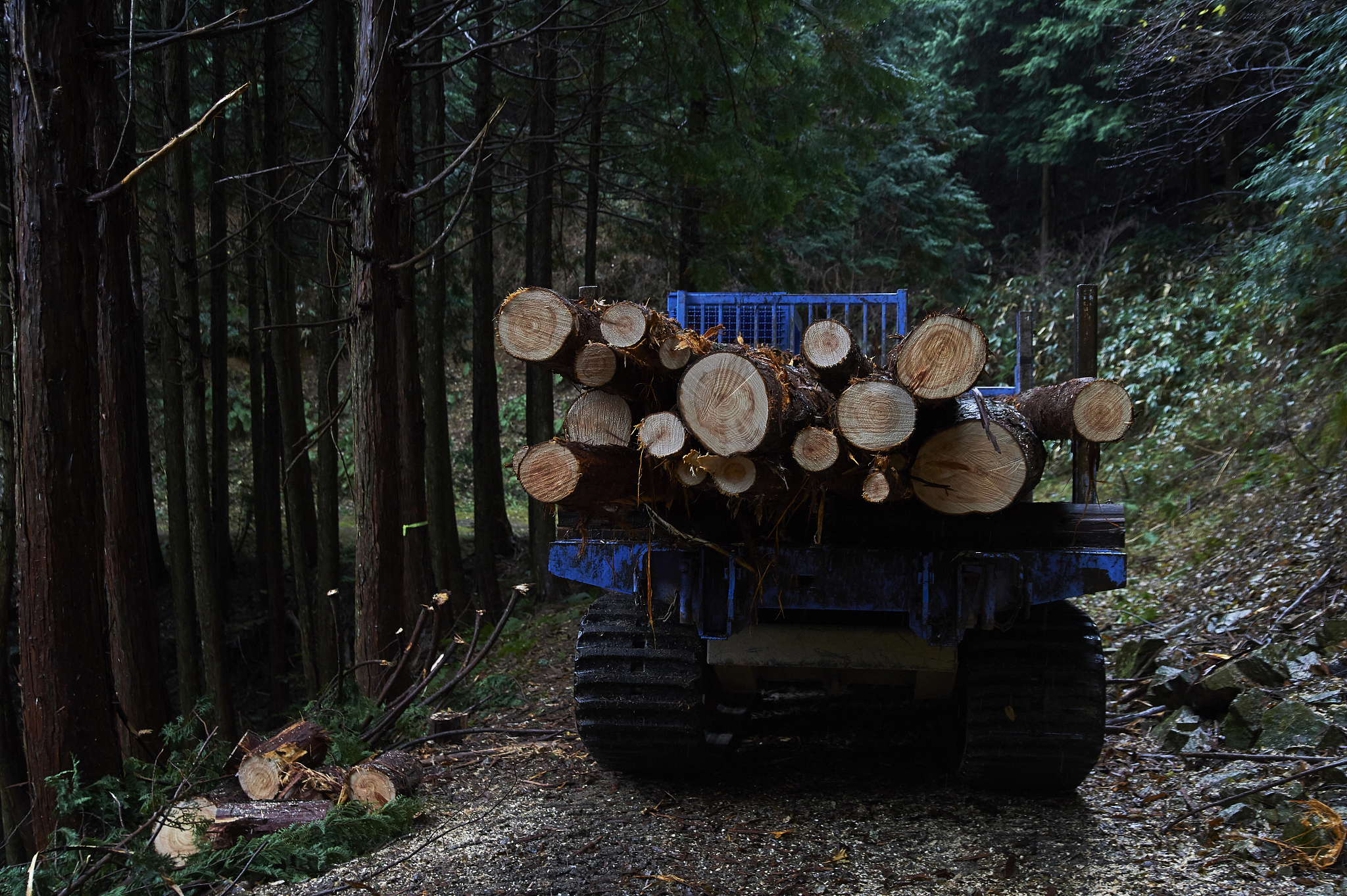 甘肃林业职业技术学院专业介绍：特色专业及发展贡献
