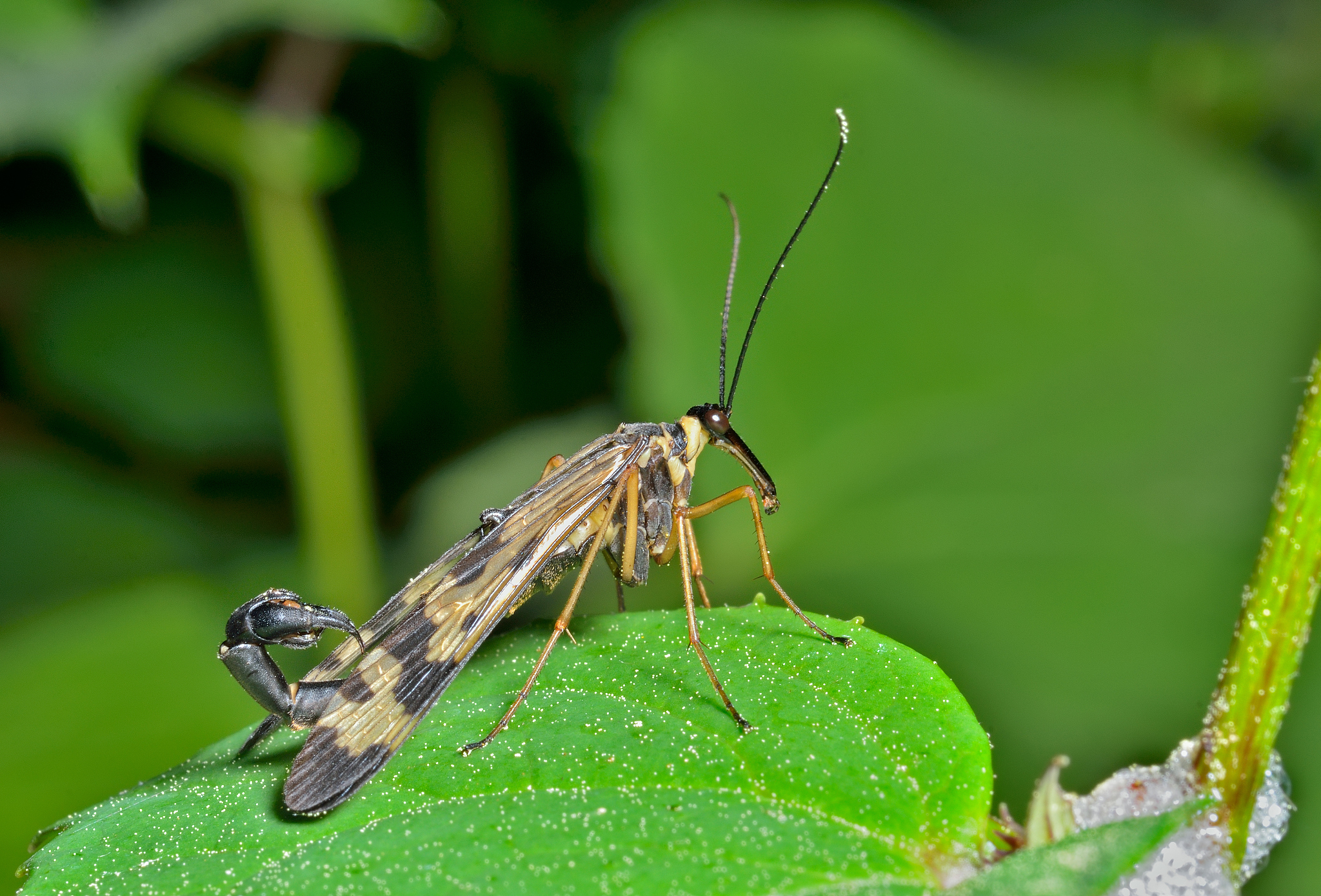 动物有尾赫吗？