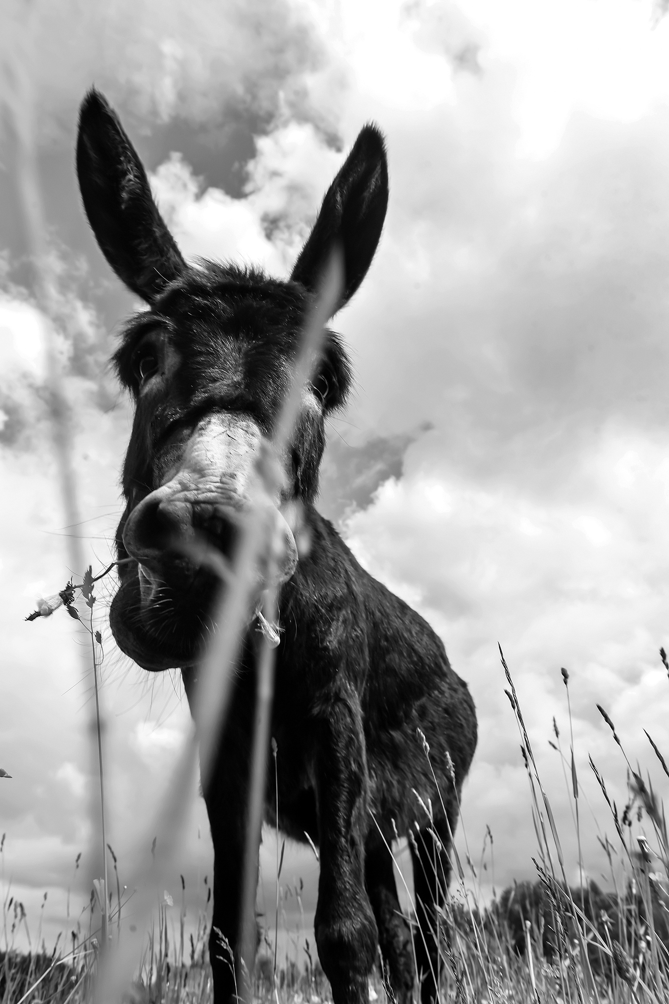donkey grazing in field day