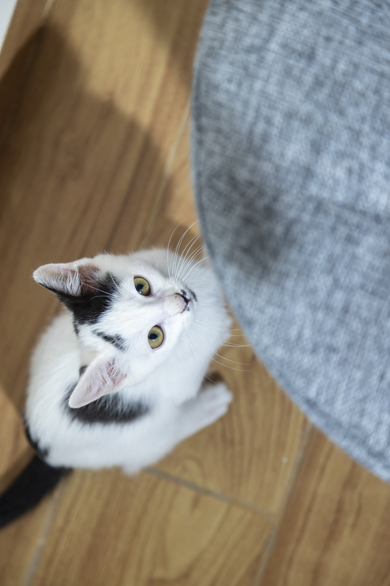 10个超萌猫咪标题，助你小红书爆火！