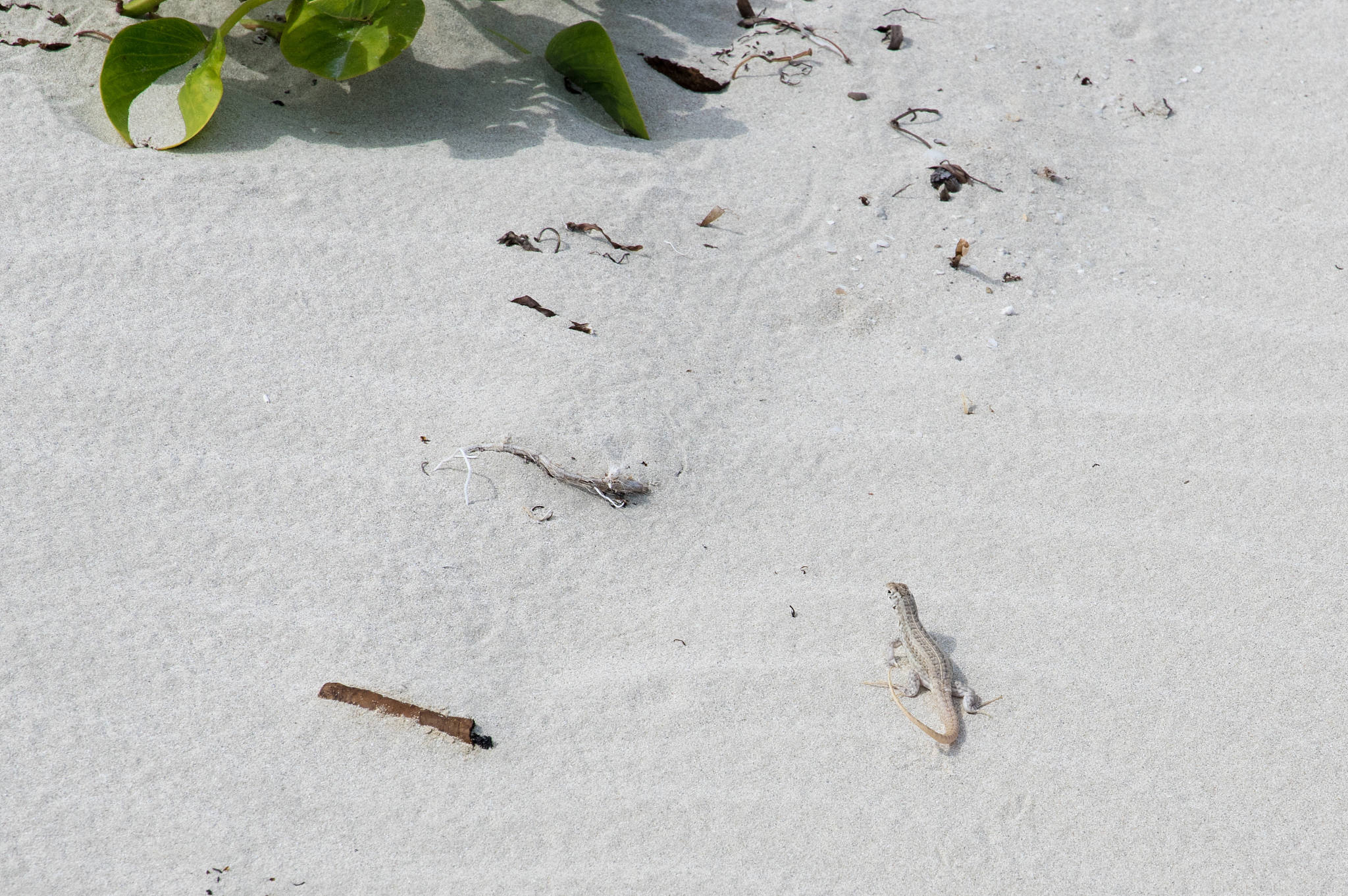 varadero beach, cuba