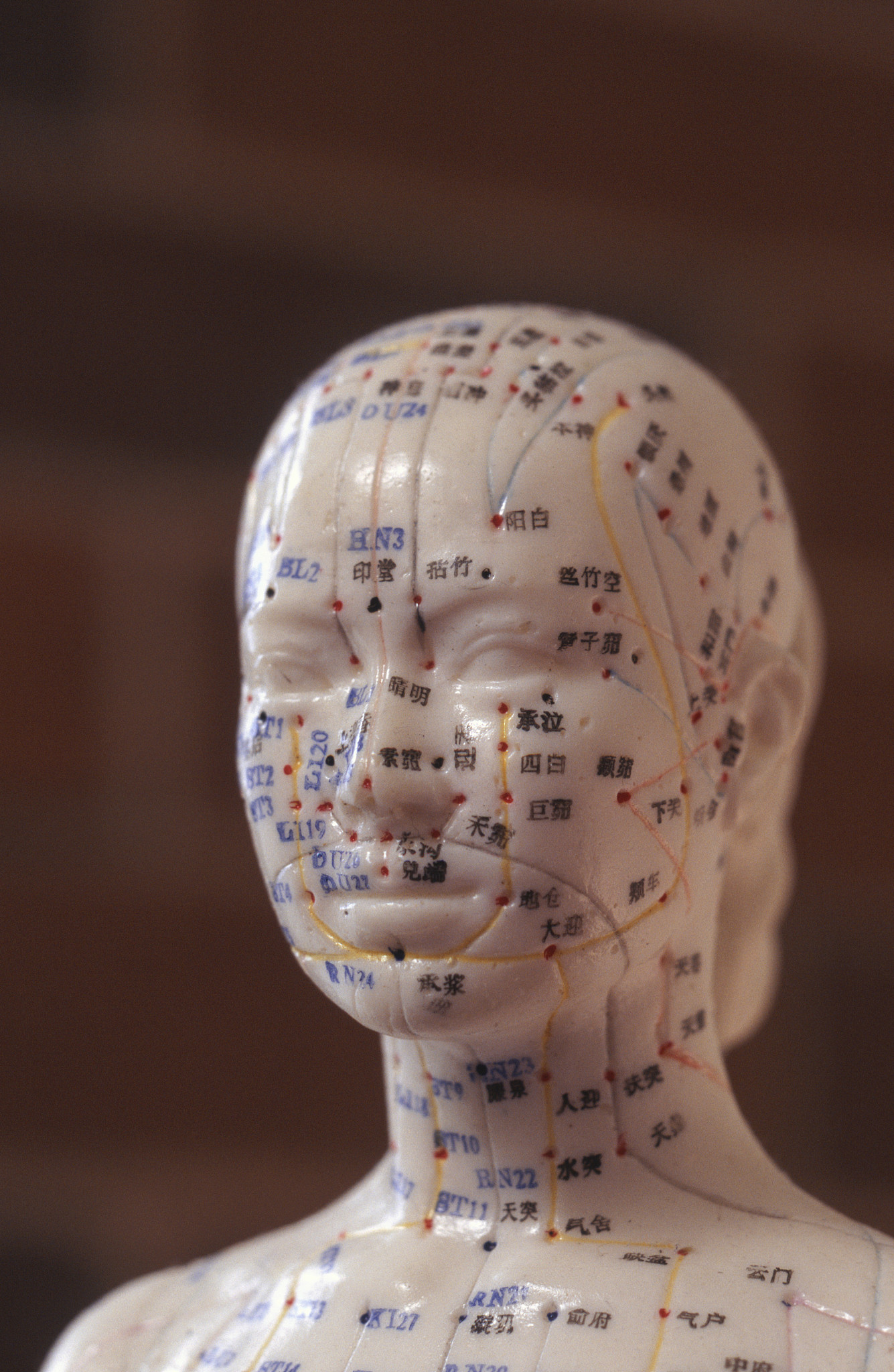 female acupuncture model