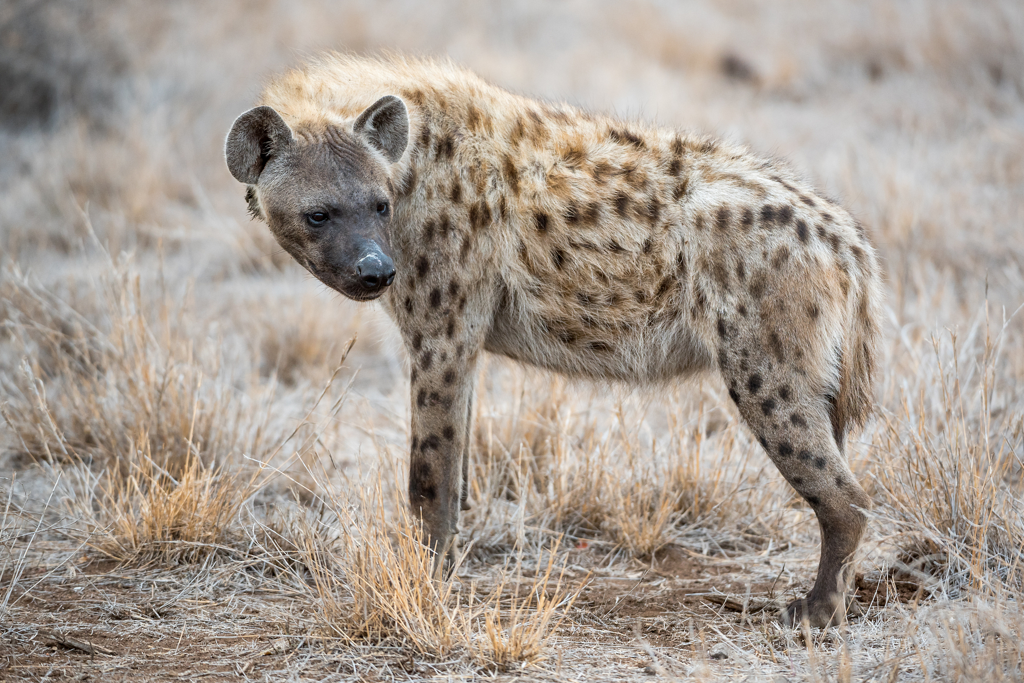 hyena portrait
