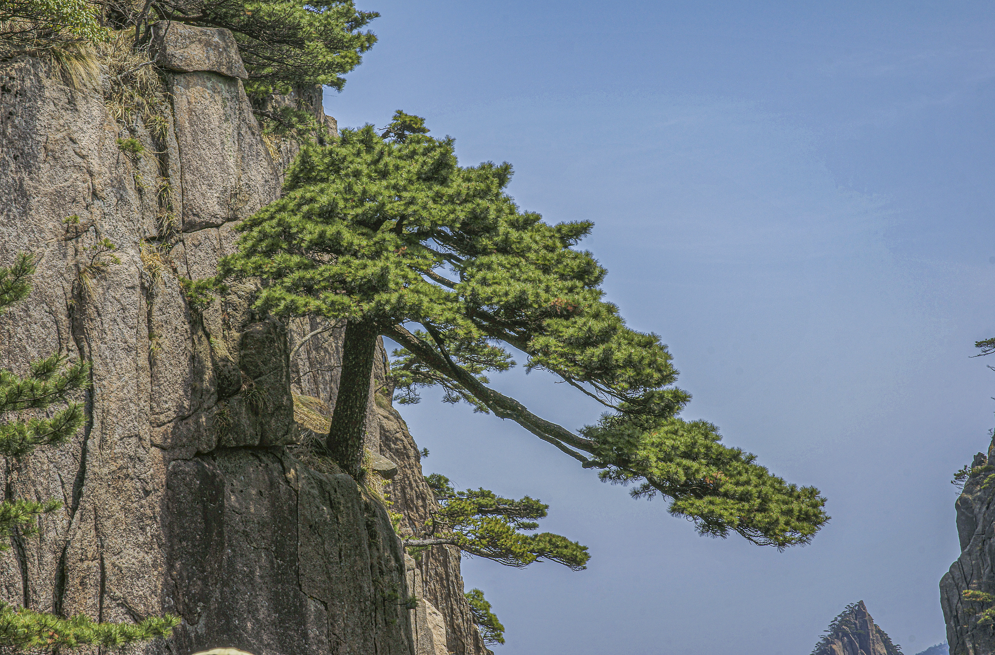 描写松树的诗句有哪些