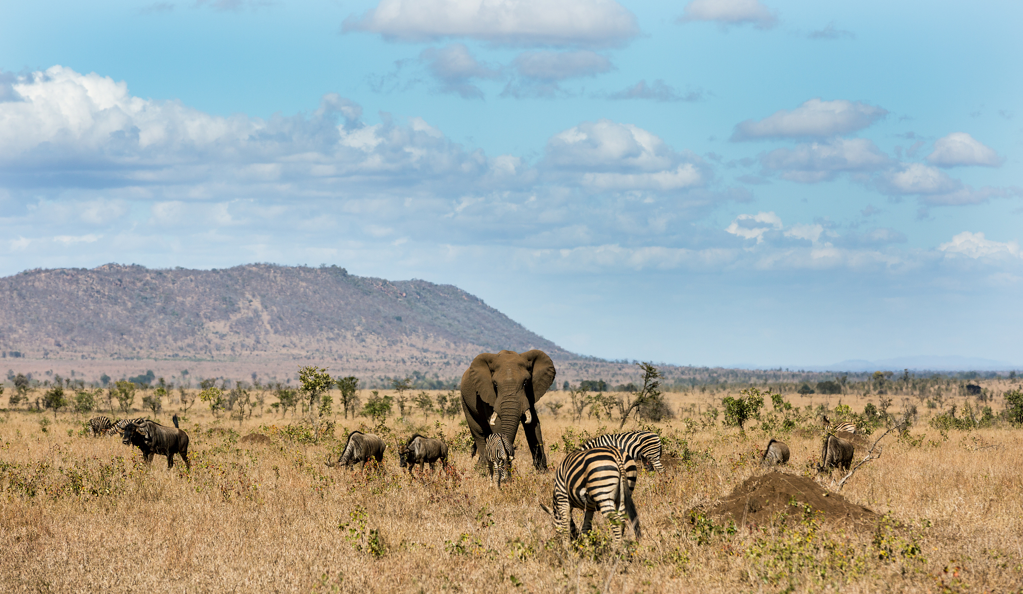 animals on safari