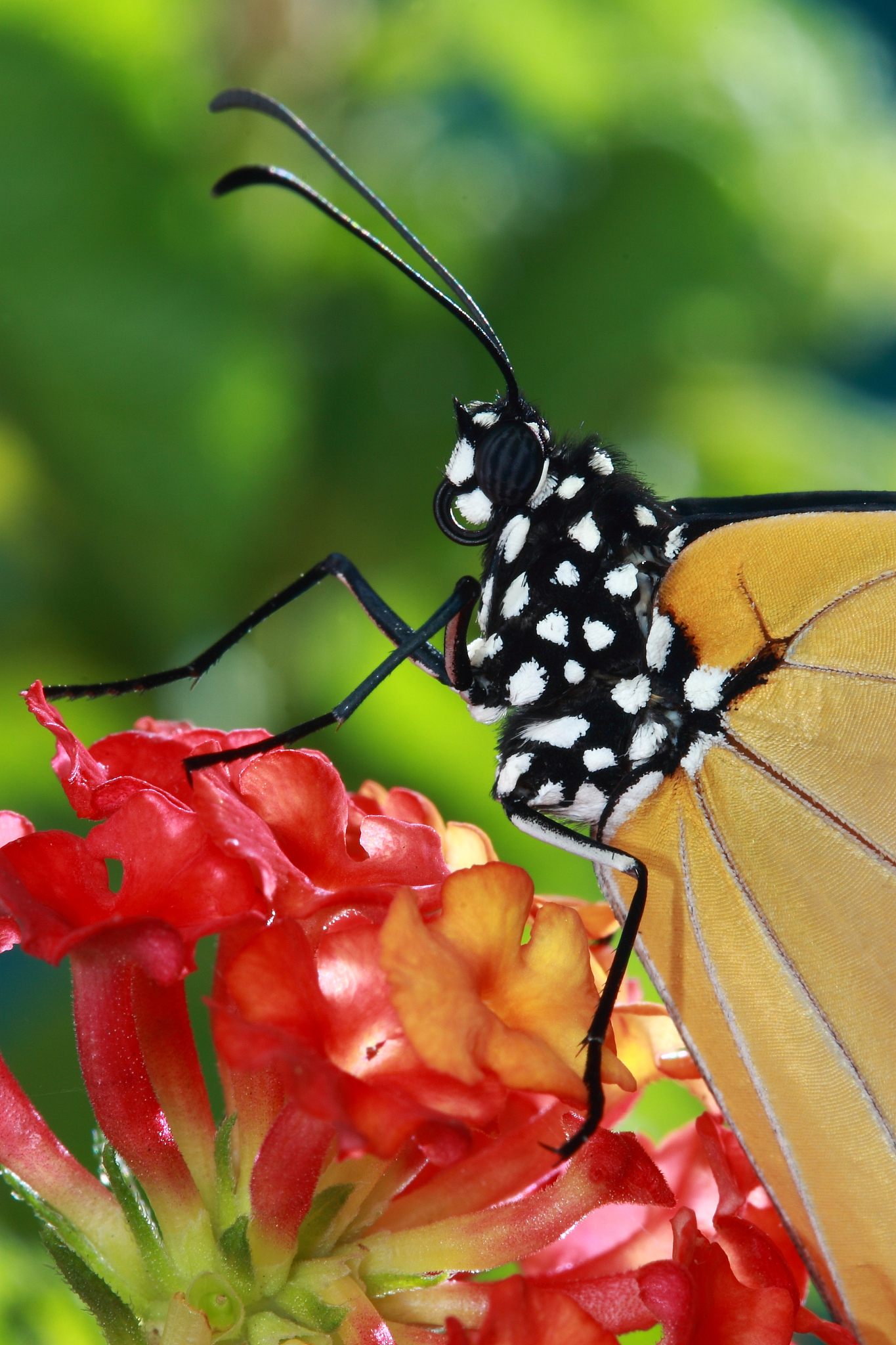 beautiful butterfly with red flower and green background
