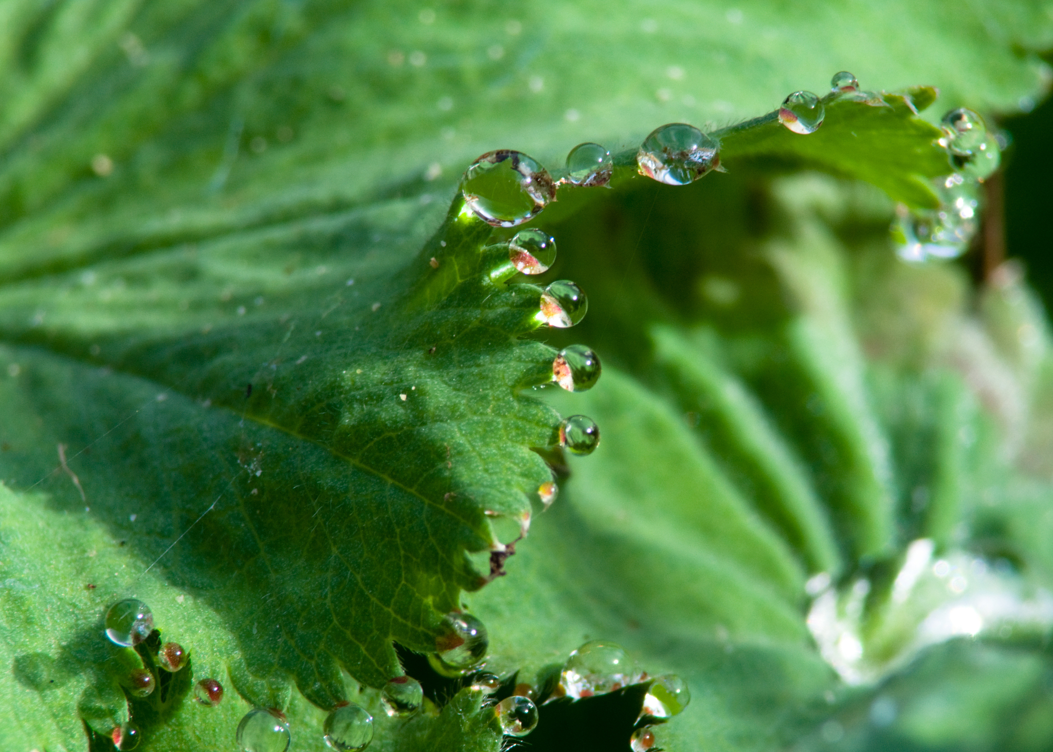 dew drops on leaf edges