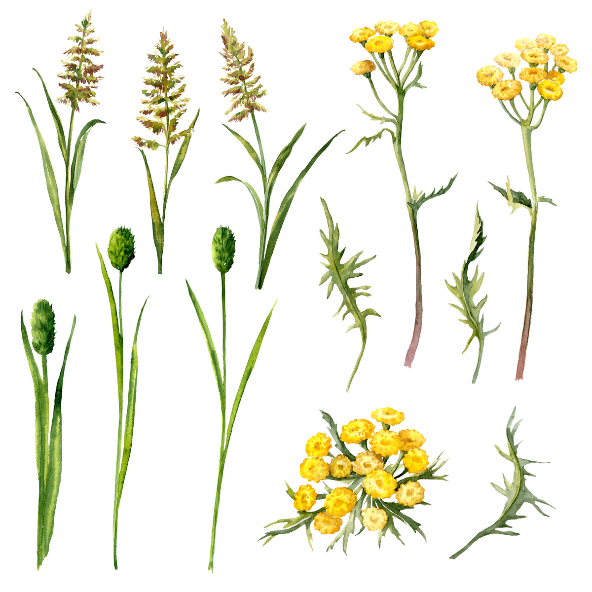 四川读中草药种植专业可以到哪些学校