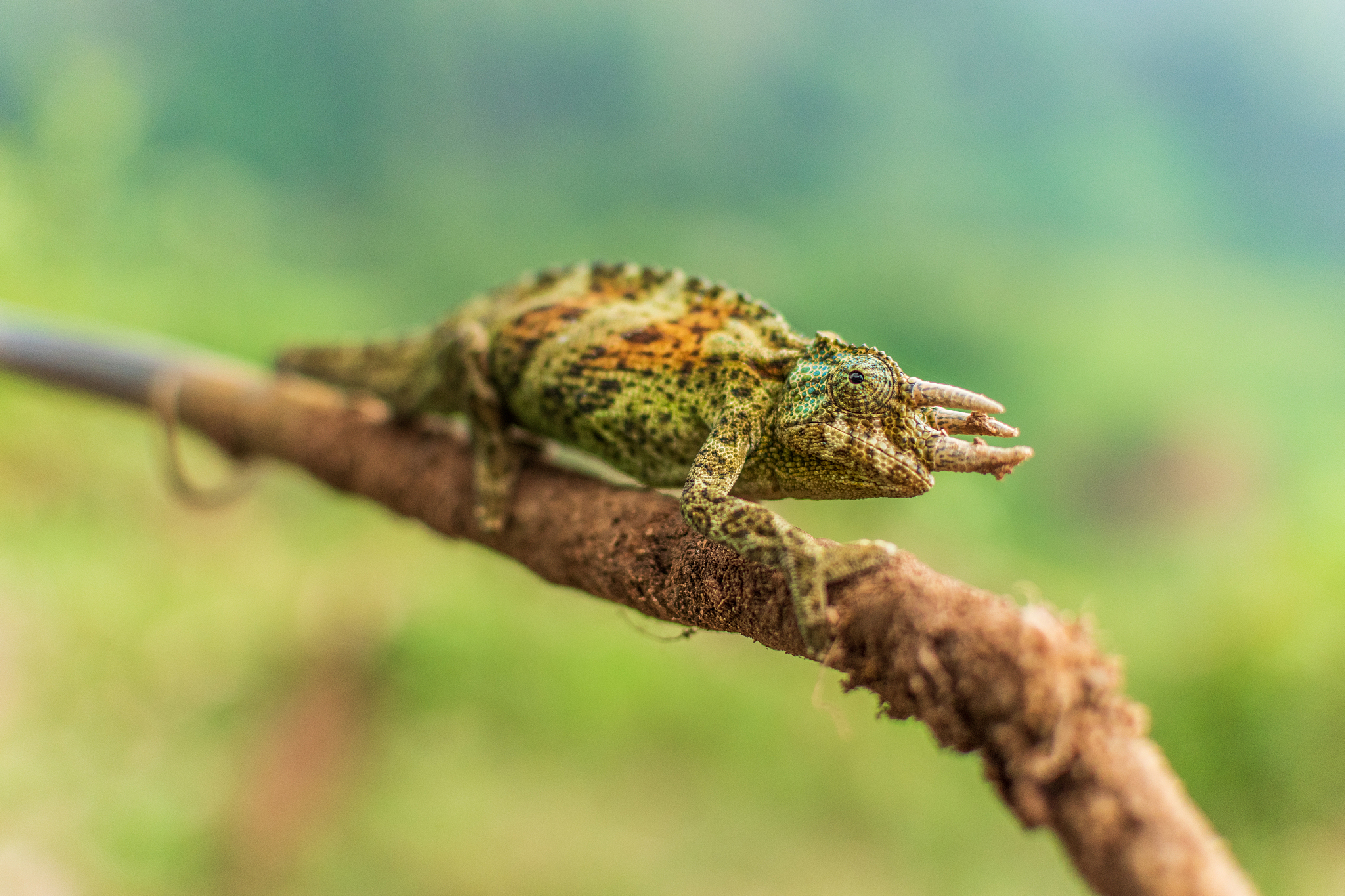 给出比较好的生物恐怖袭击的应急管理平台相关的书籍、文献的名称或者链接