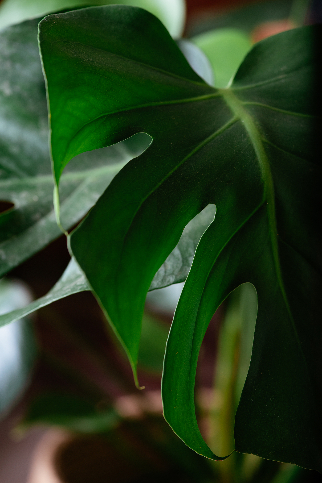 close-up monstera plant leaf
