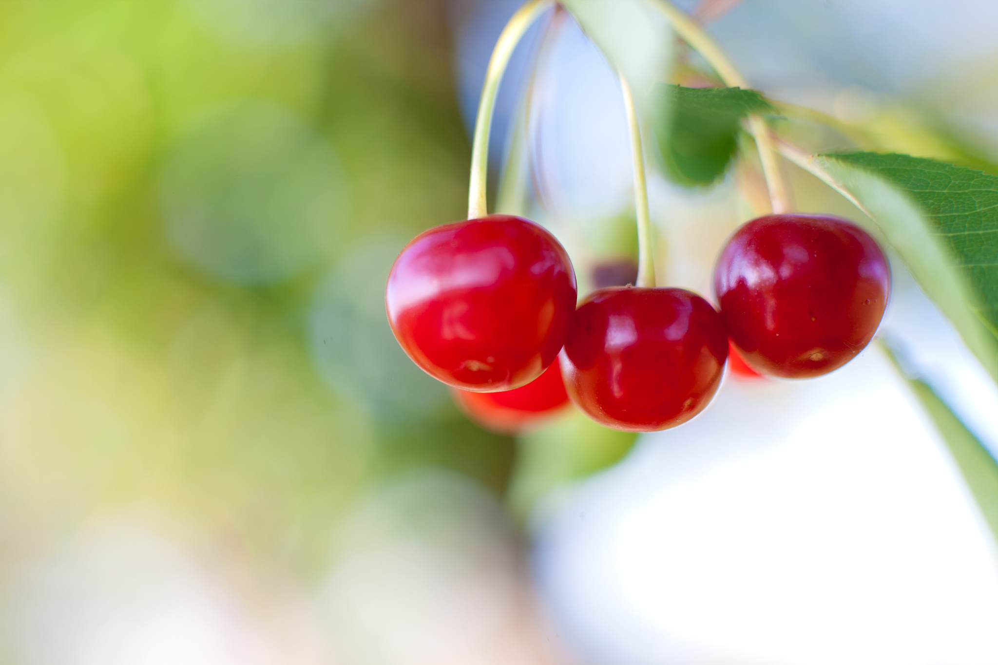 shiny cherry on the tree