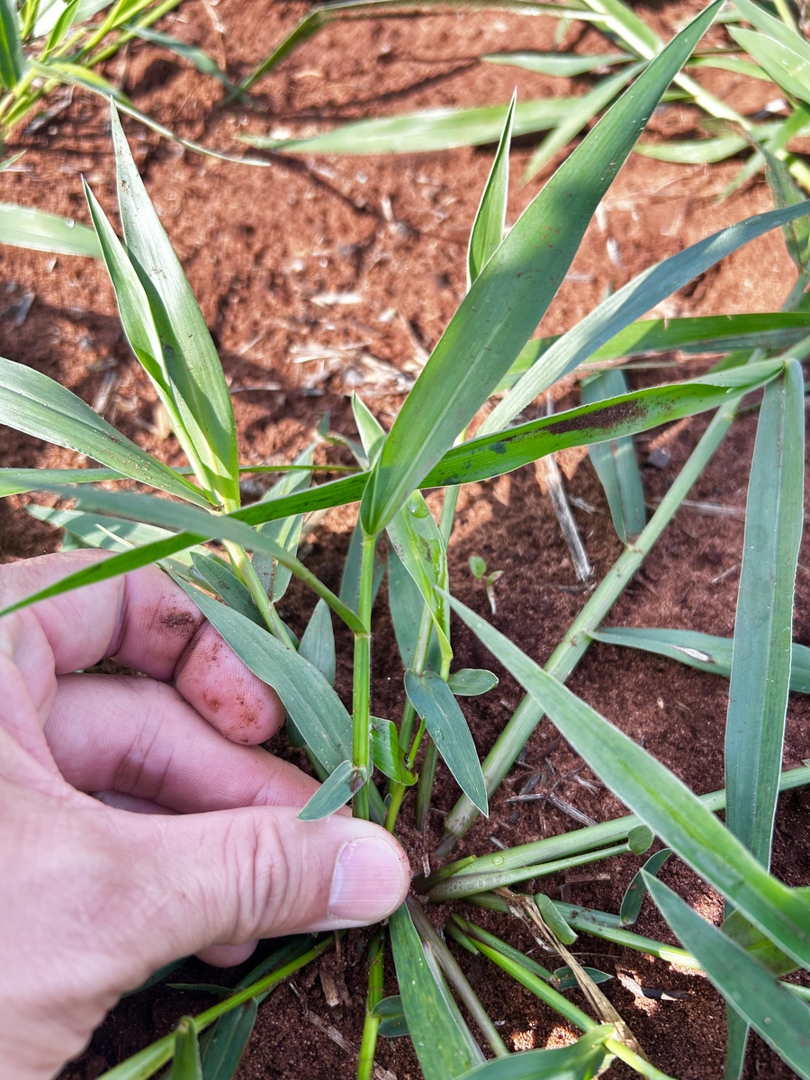 泽泻科植物特征：识别与生态作用