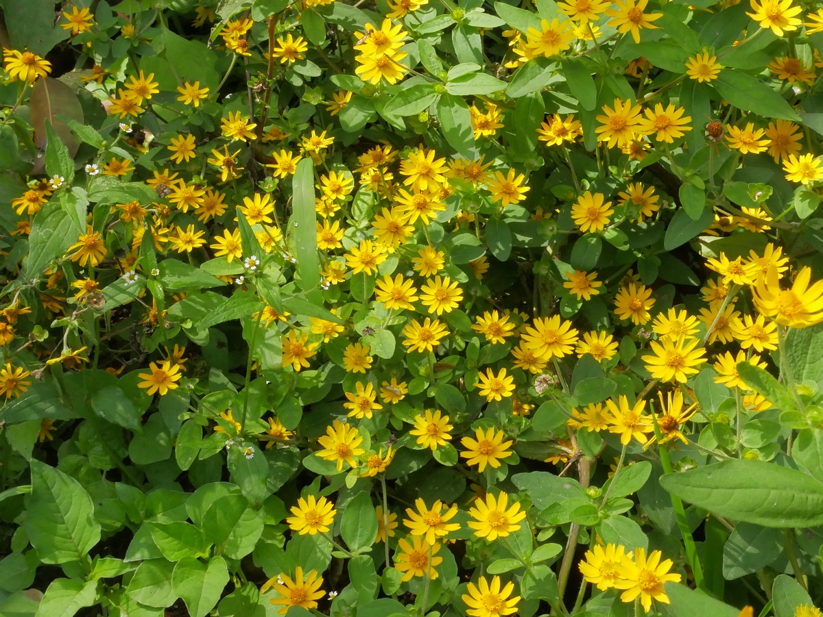 除虫菊一年开几次花花期怎么施肥1500字