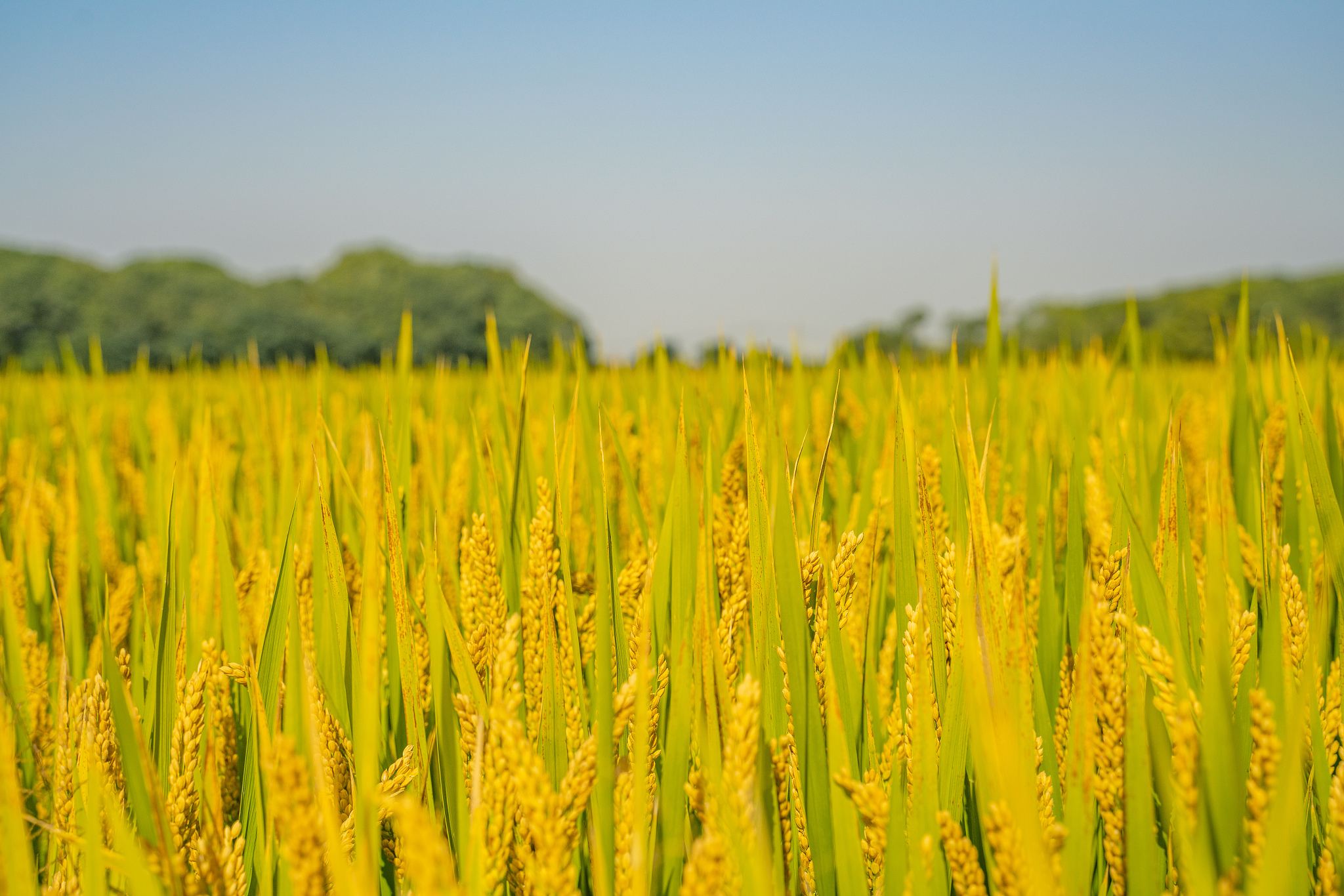 秋天的诗意与丰收：感受大自然的馈赠
