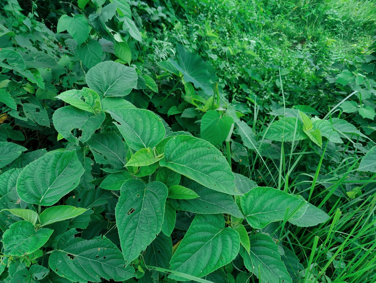 淫羊藿最佳种植时间：春季3月底至4月初