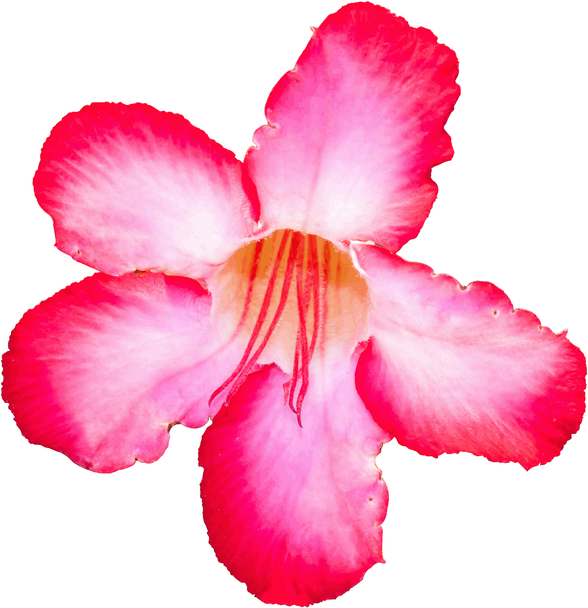 沙漠玫瑰诗词：顽强生命，傲立沙丘