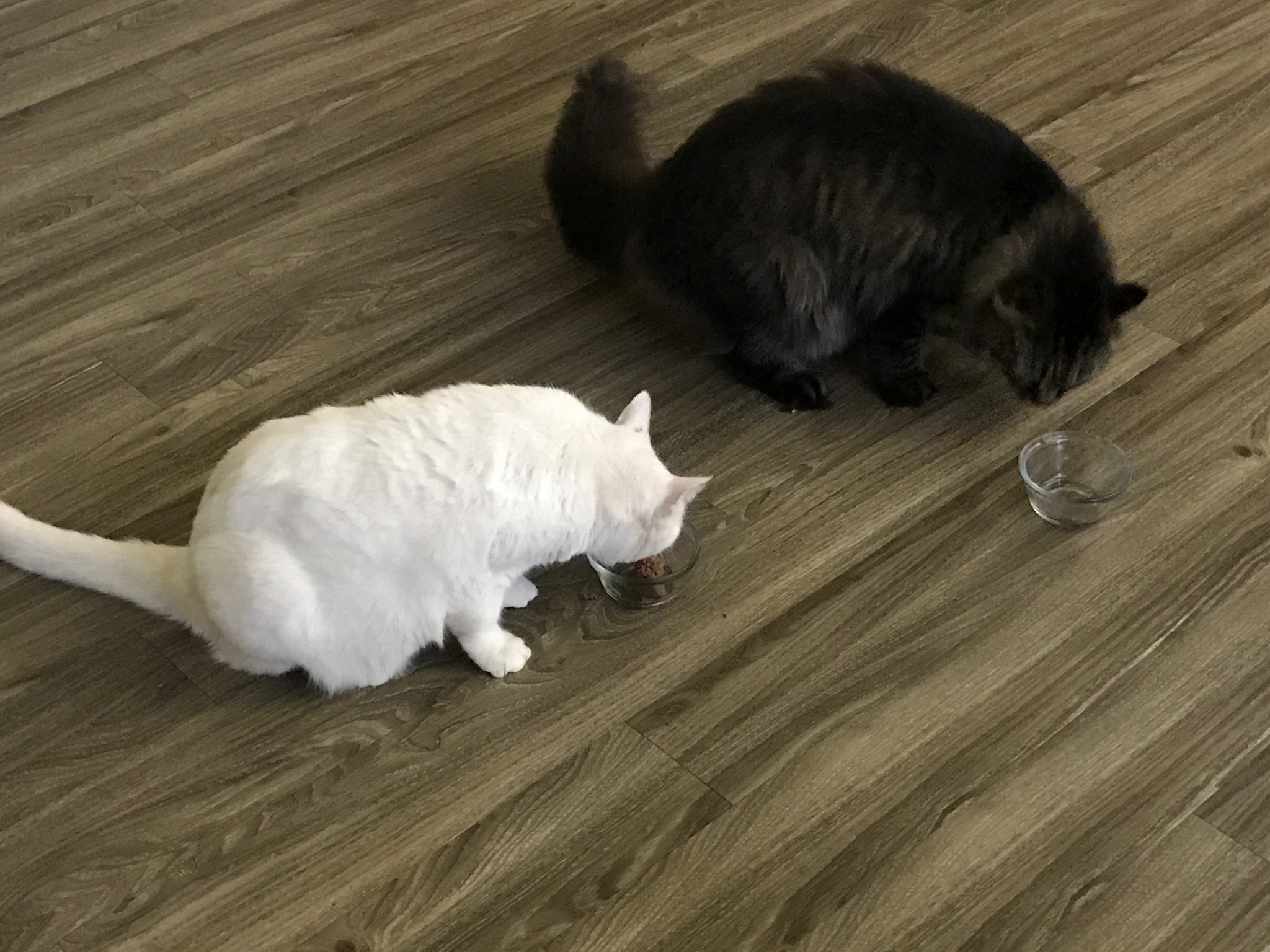 如果猫咪没有尾巴会怎么样