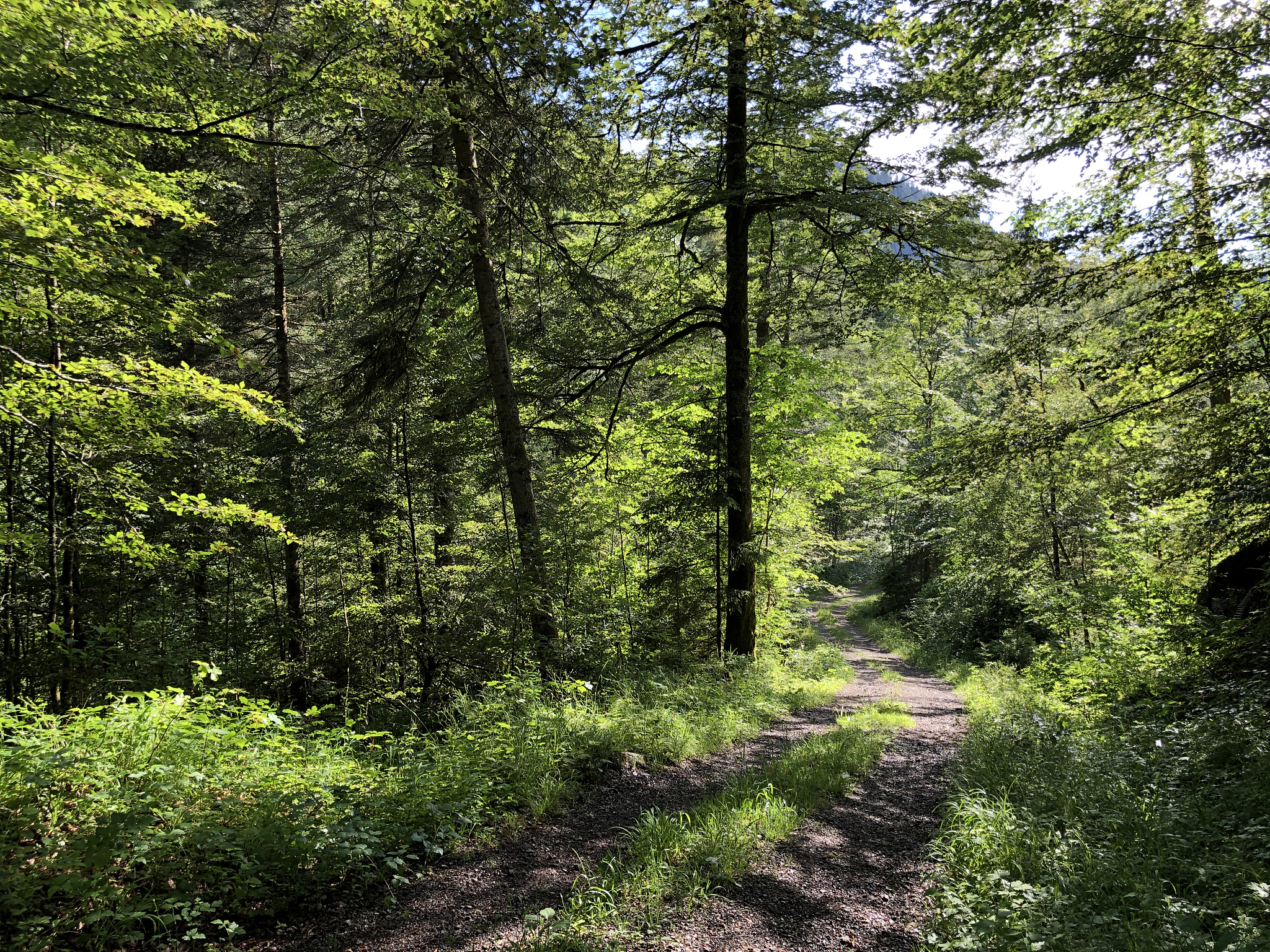 Forests期刊：探索森林生态学、保护与管理等前沿研究