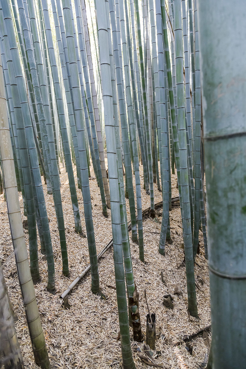 竹林