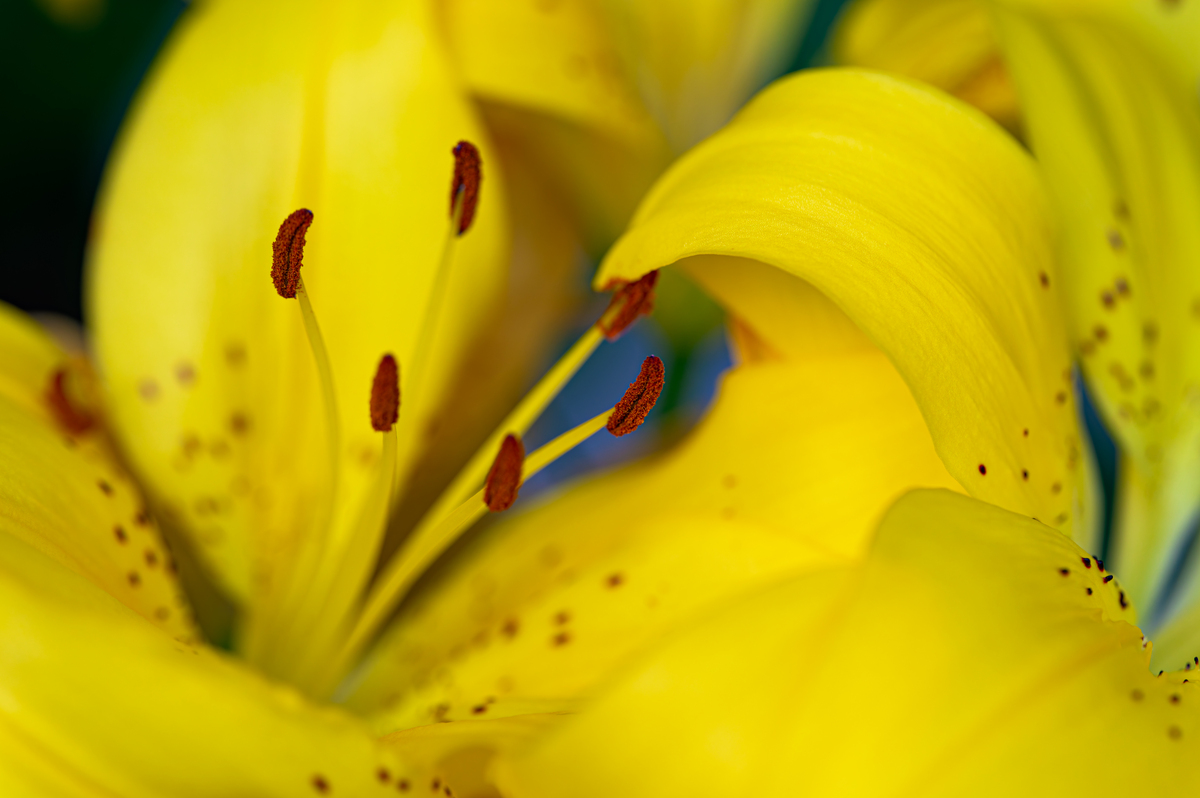 女性百合的性格特点：温柔、自信、忠诚、善良、敏感、坚韧、开放、乐观