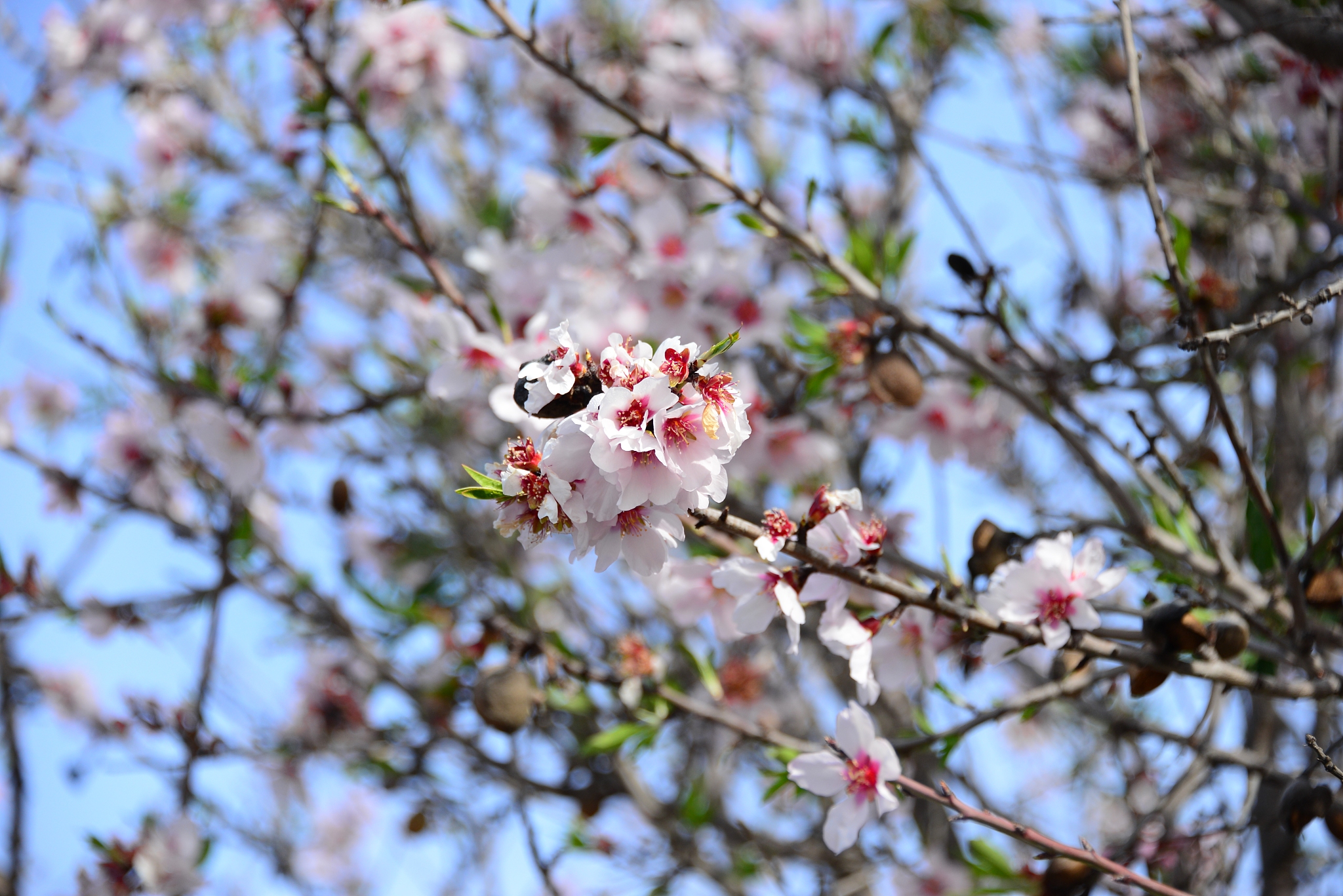 mandelblüte in spanien