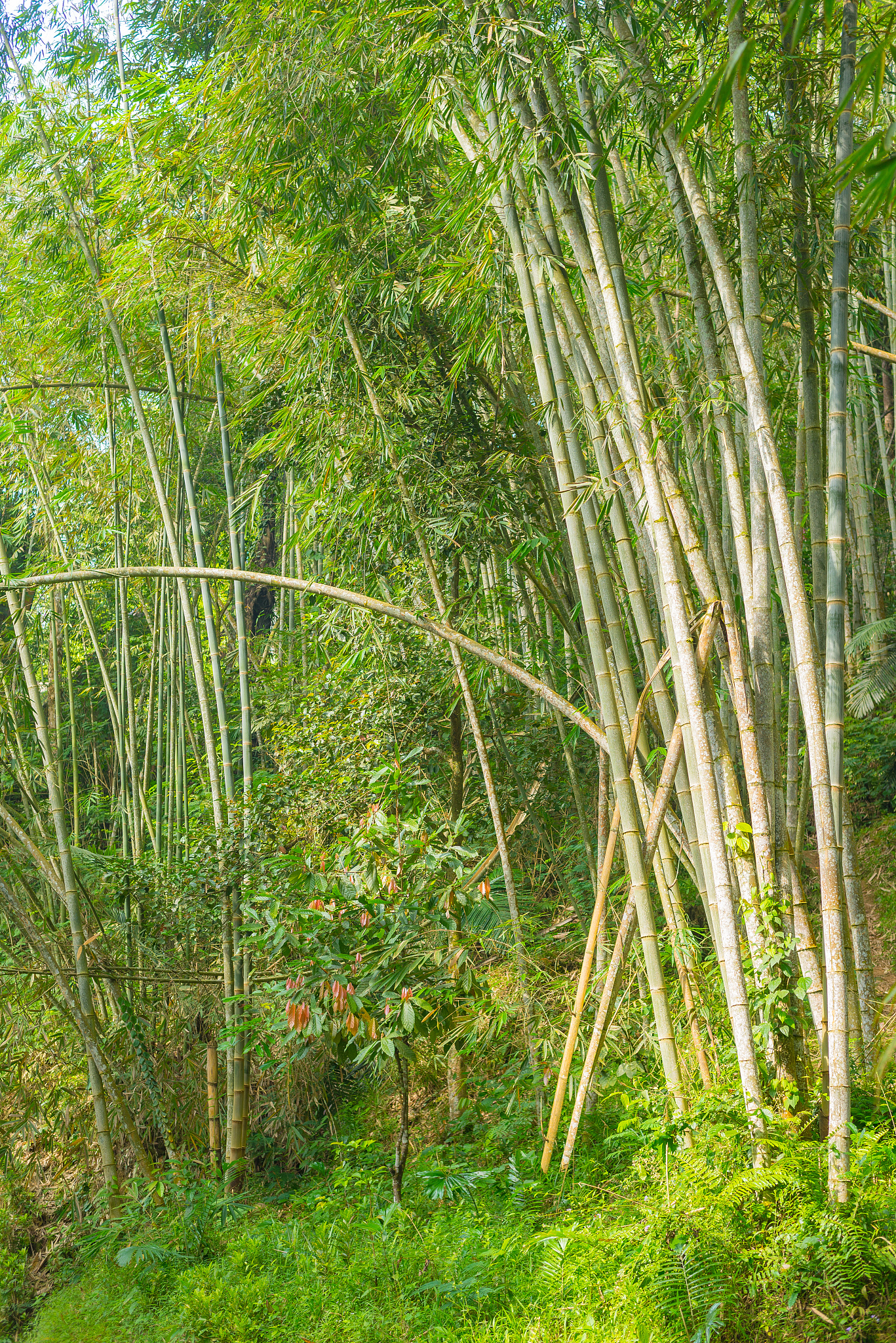 bamboo forest, green bamboo grove in morning sunlight, sulawesi,