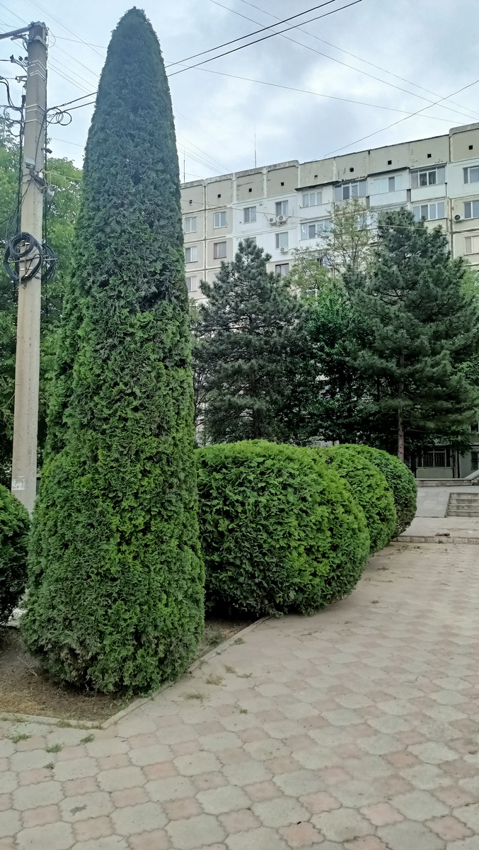 鸿业市政道路植物图形对照表 - 常用绿化植物名称