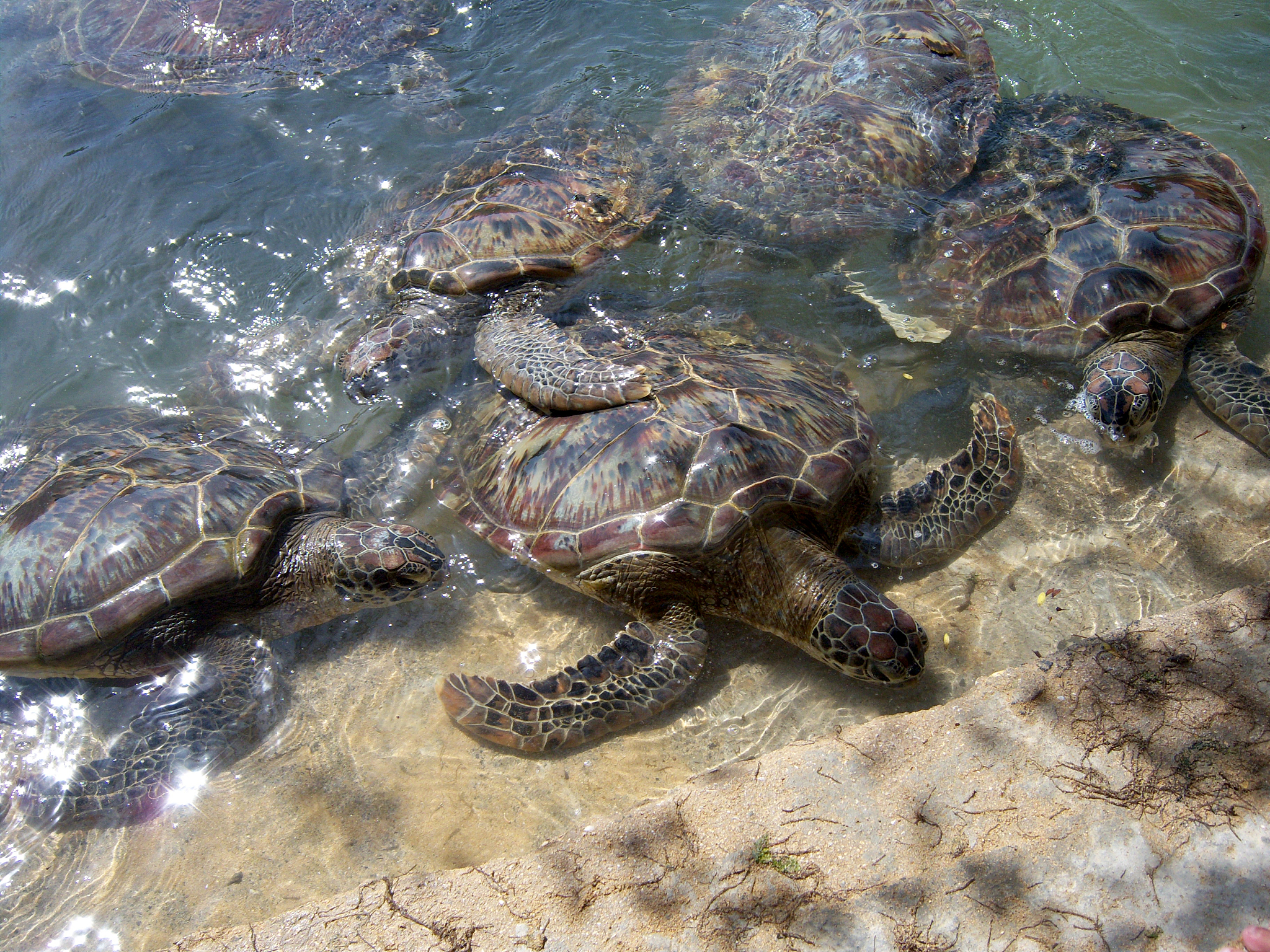 暑假趣事：帮助迷路的小乌龟回家